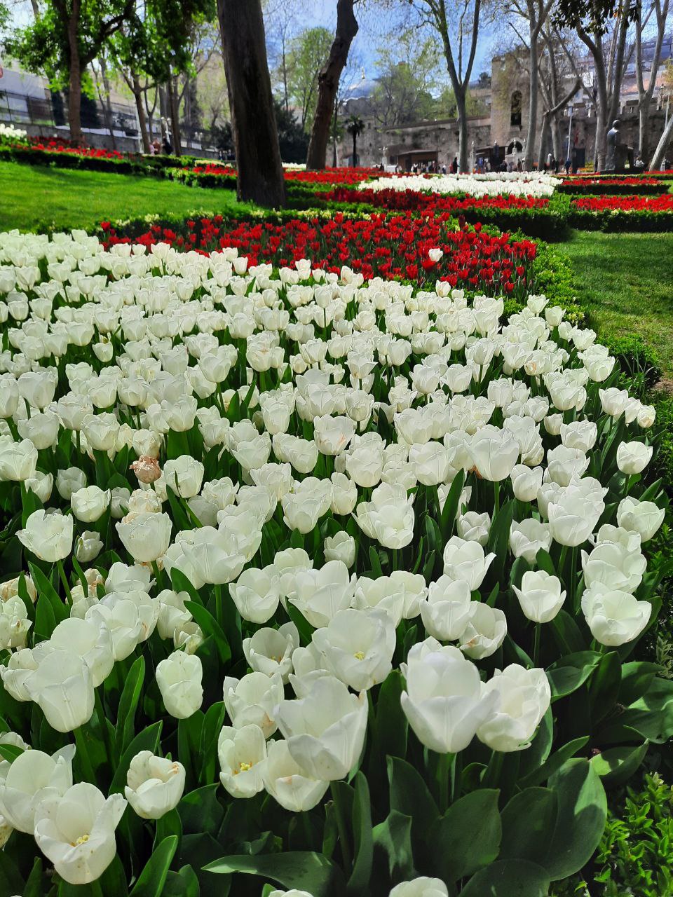 В плену тюльпанов Стамбула+яхта+принцевы острова (11/22)