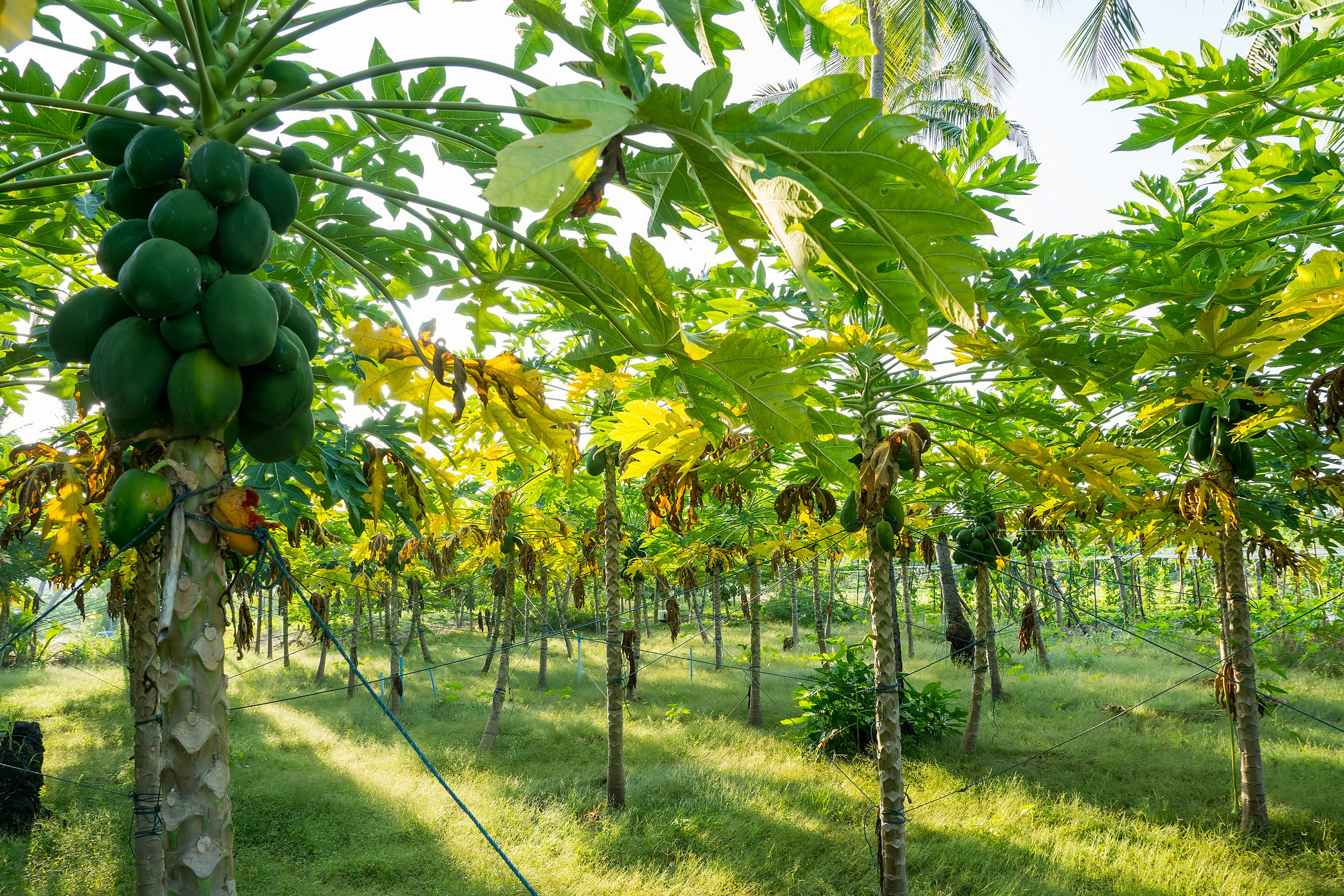 Магия Мальдив: девичник на вилле с бассейном! (27/36)