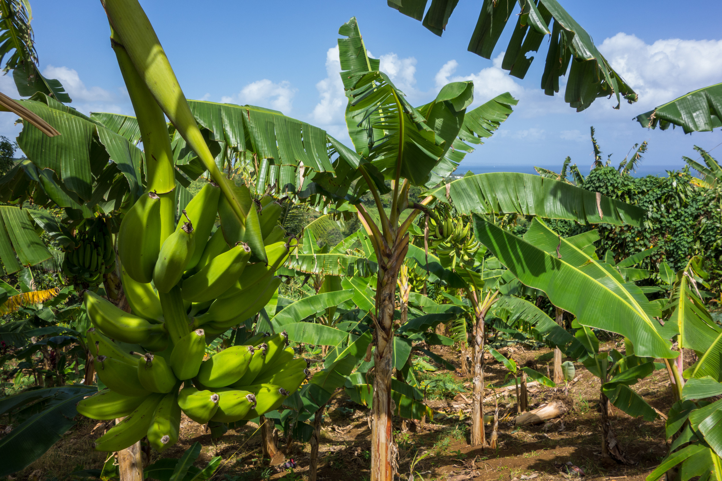 Магия Мальдив: девичник на вилле с бассейном! (11/36)