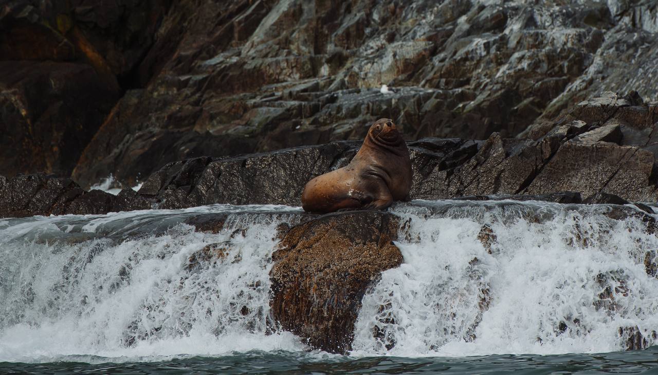Экспедиционный круиз Камчатка-Северные Курилы (9/20)