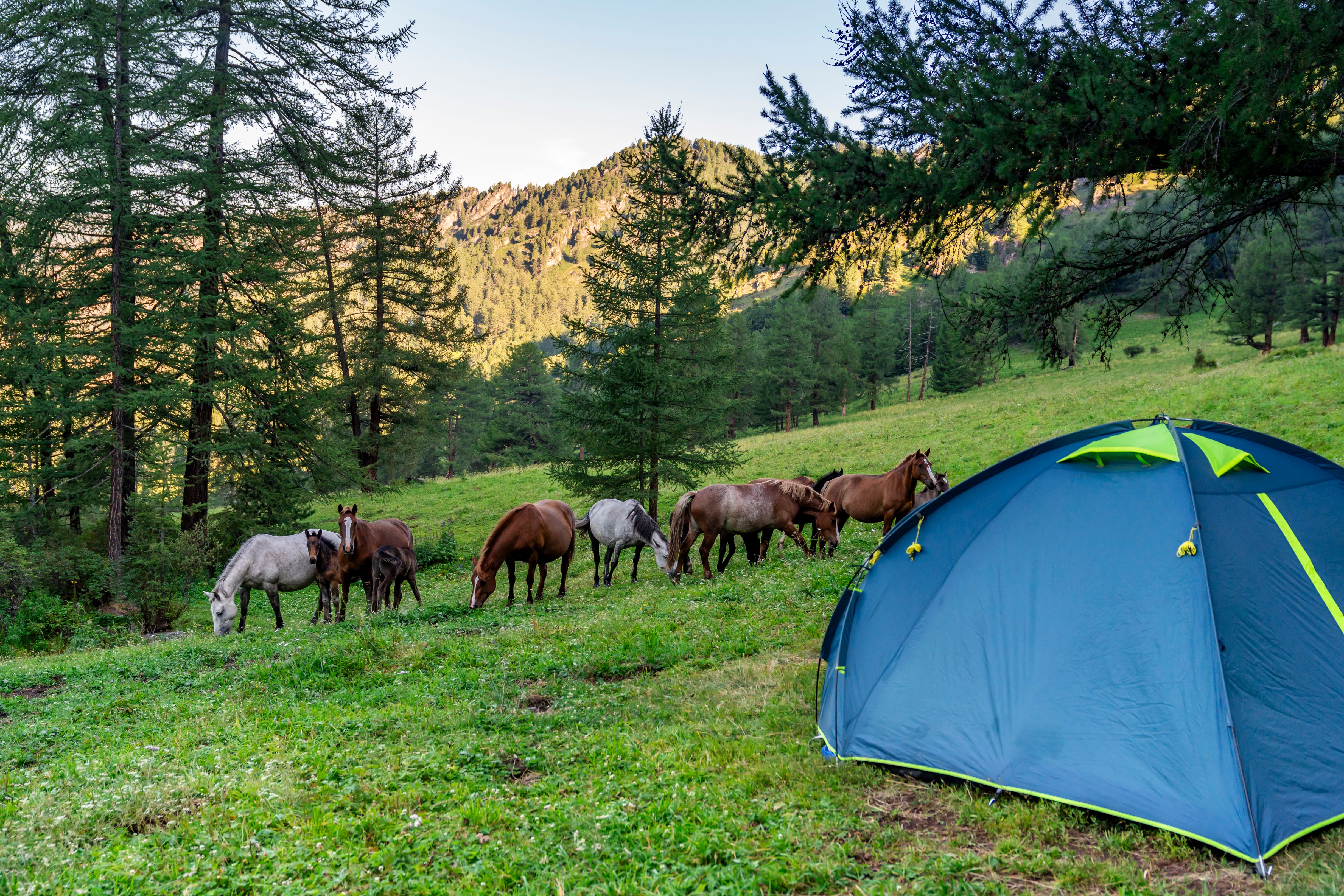 К подножью Белухи (32/35)