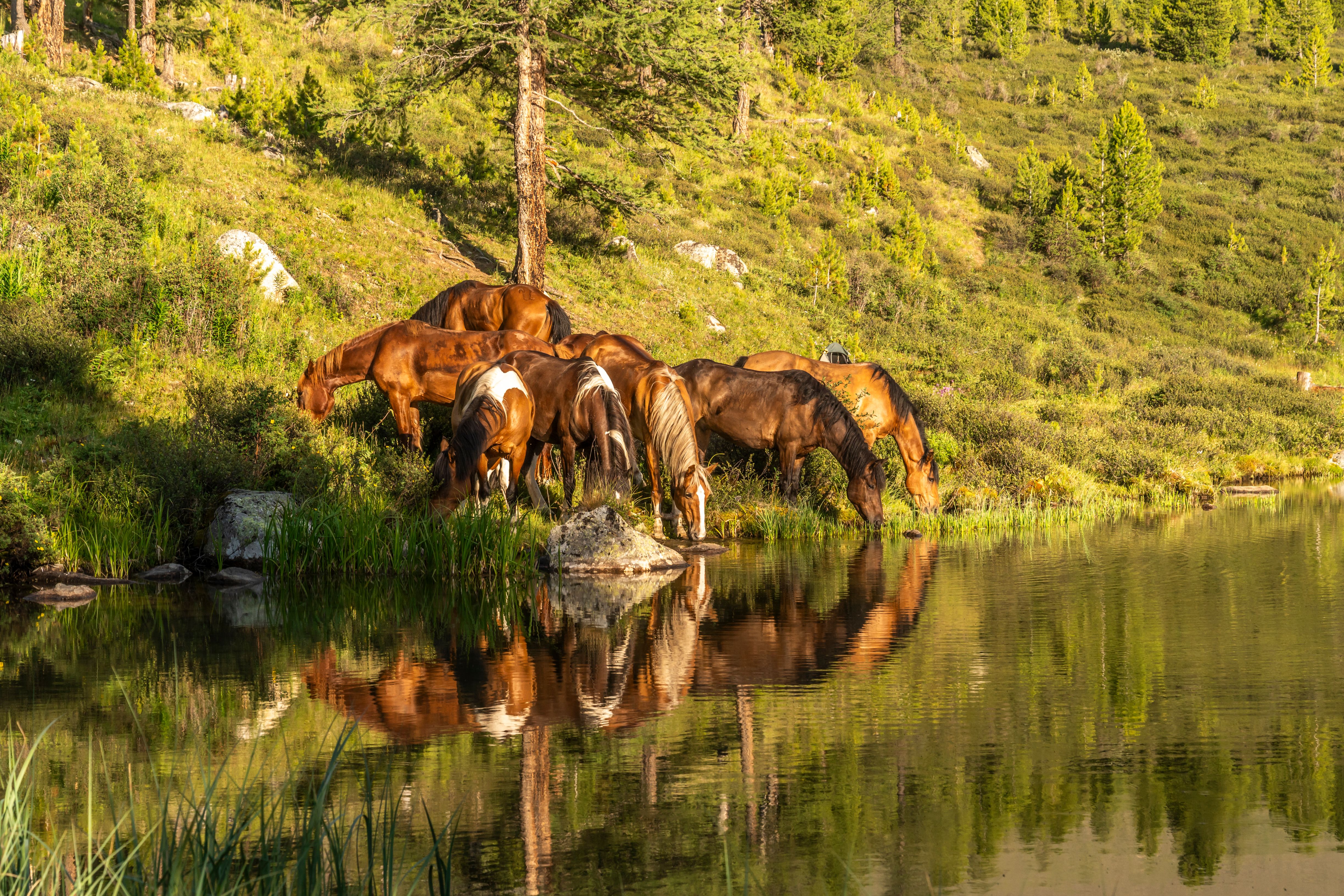 К подножью Белухи (20/35)