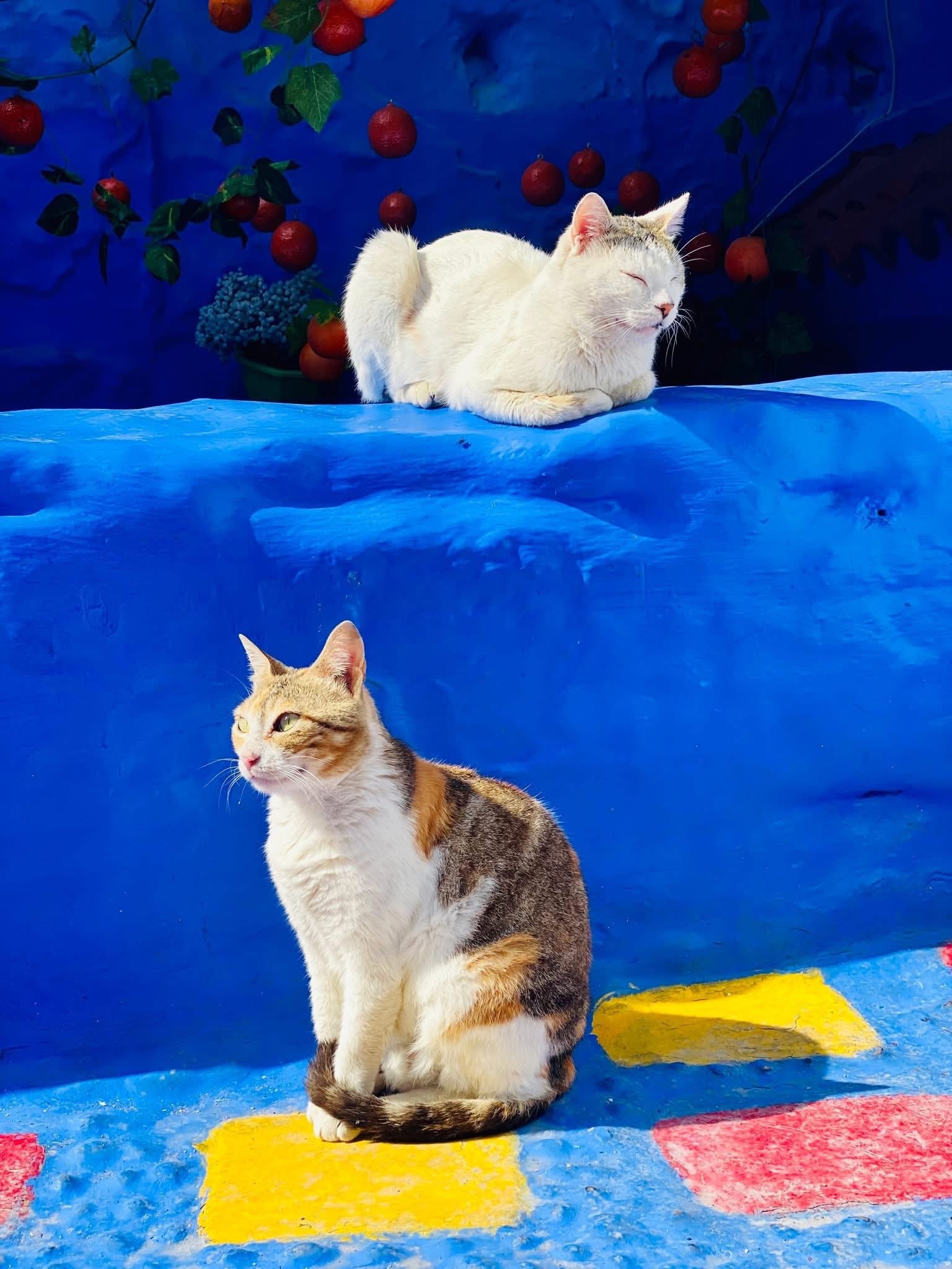 Шефшауэн-Фес