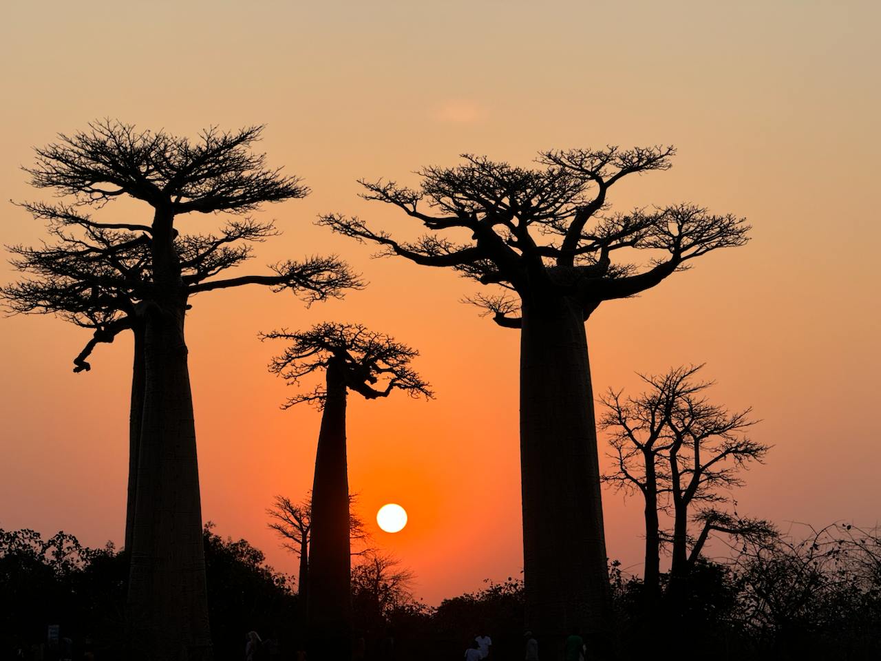 4 Дня Мадагаскар на частном самолёте. Баобабы и лемуры с воздуха и с земли