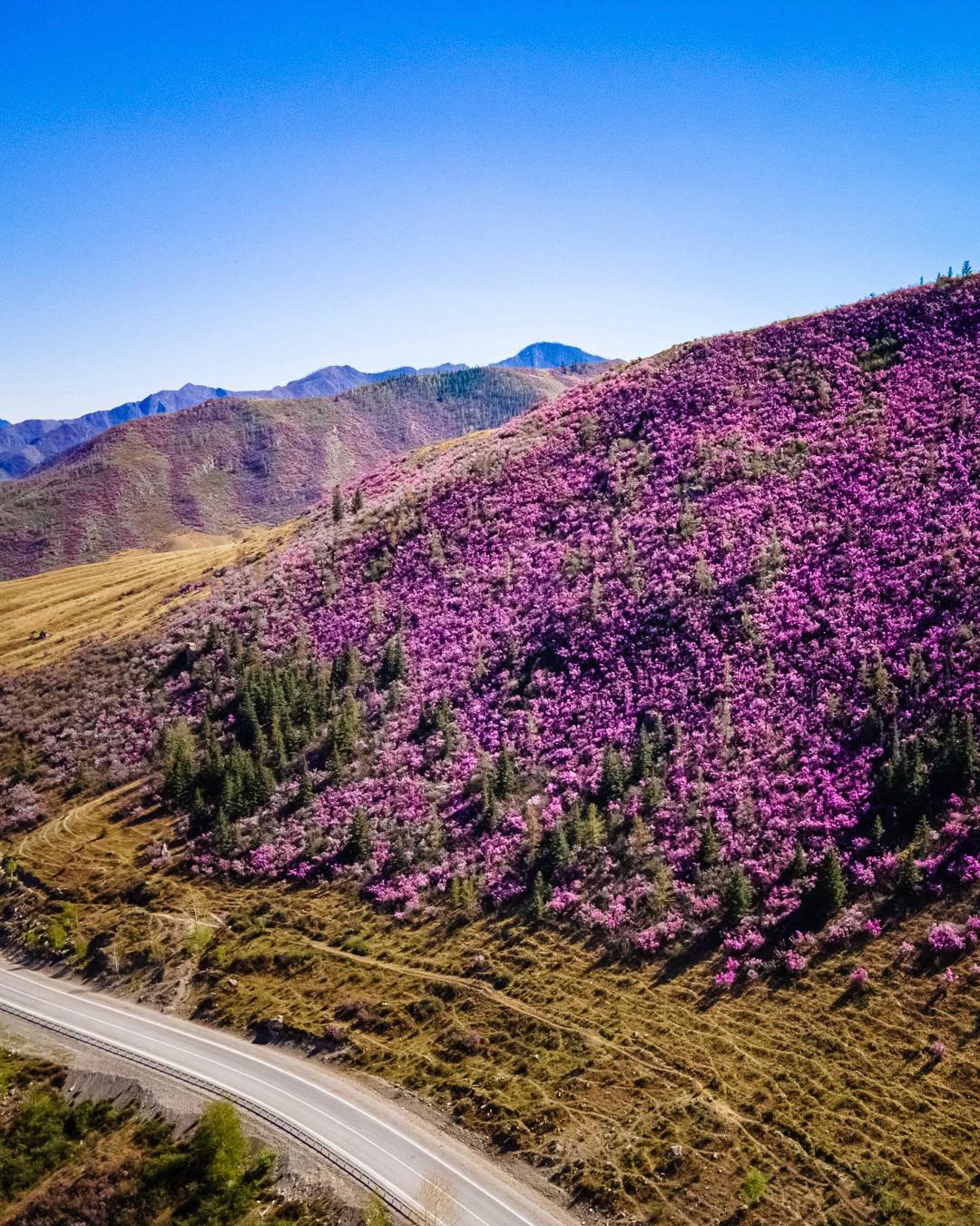 Цветение Маральника + Алтайский Марс на Алтае (2/10)