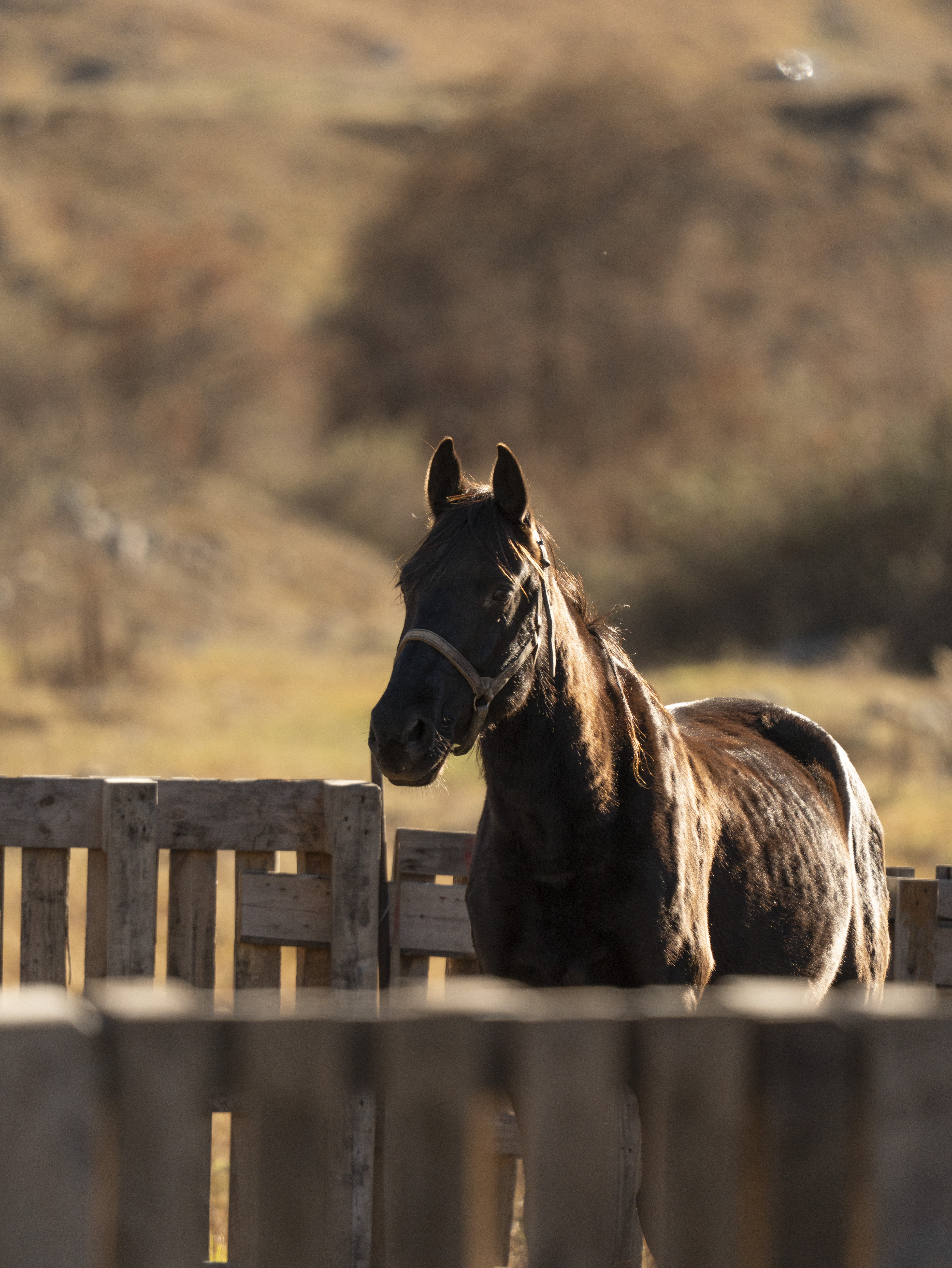 Северная Осетия и Кабардино-Балкария,Ингушетия Акция (73/85)