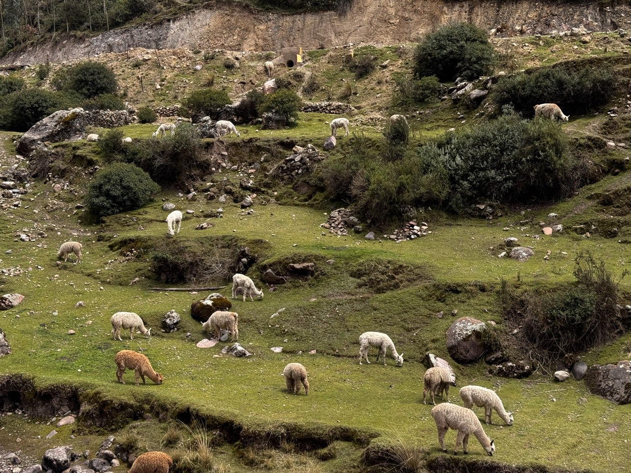 Перу - незабываемый тур по древним тропам инков и природе Южной Америки! (9/27)