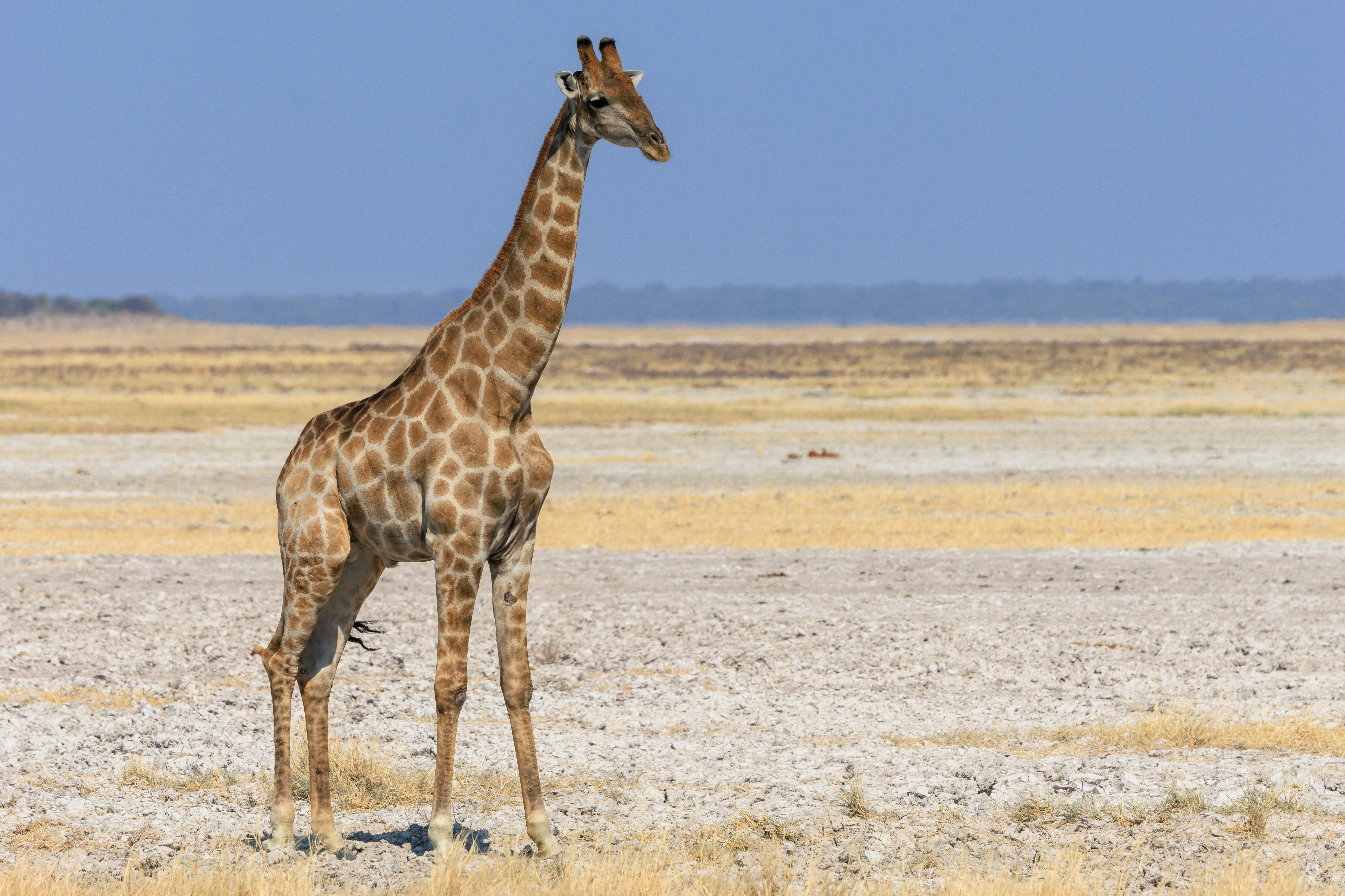Тур в Намибию и на водопад Виктория с подбором перелета (10/36)
