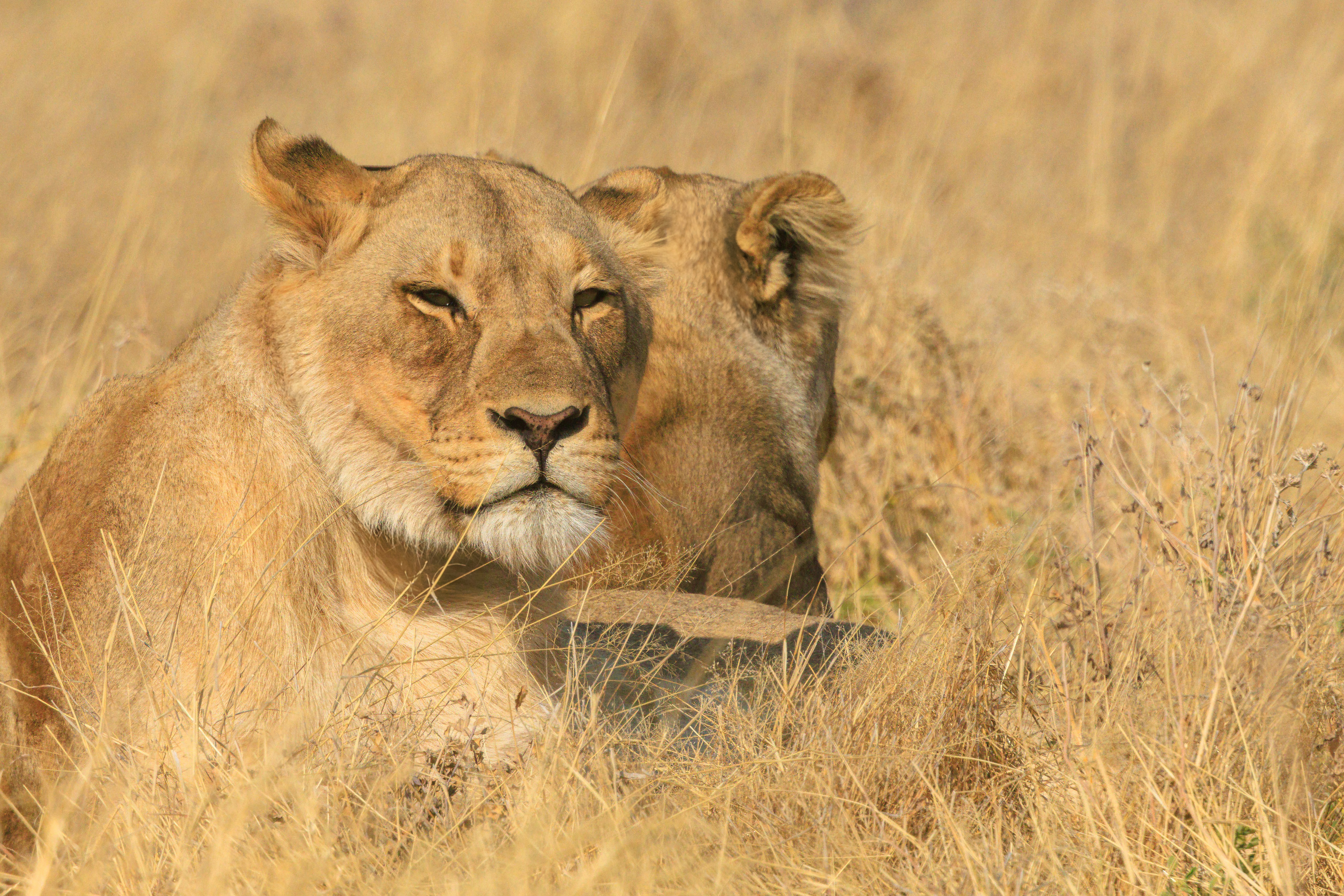 Тур в Намибию и на водопад Виктория с подбором перелета (8/36)