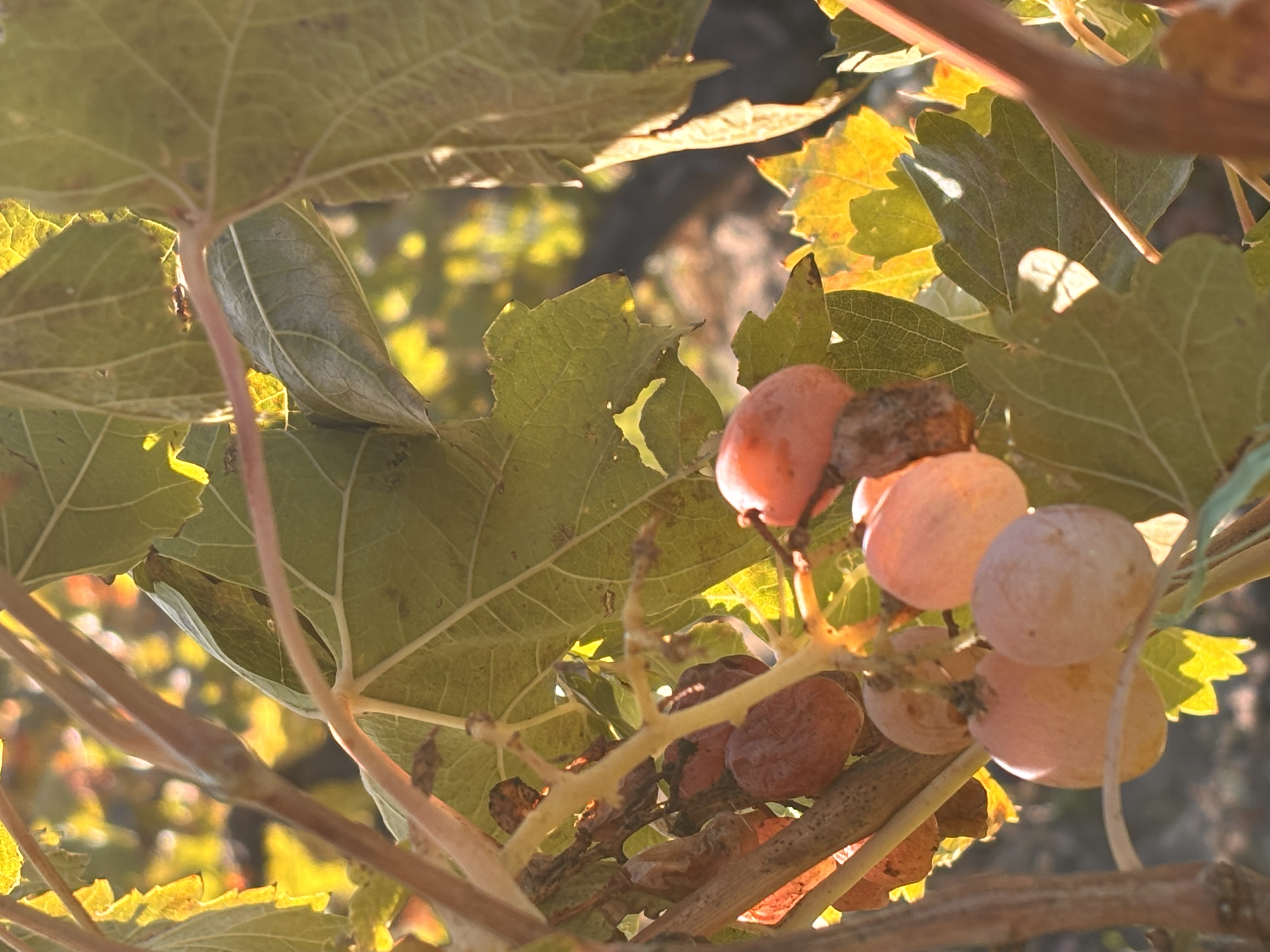Армения 7 дней. От столицы до юга. Легенды древности. (5/19)