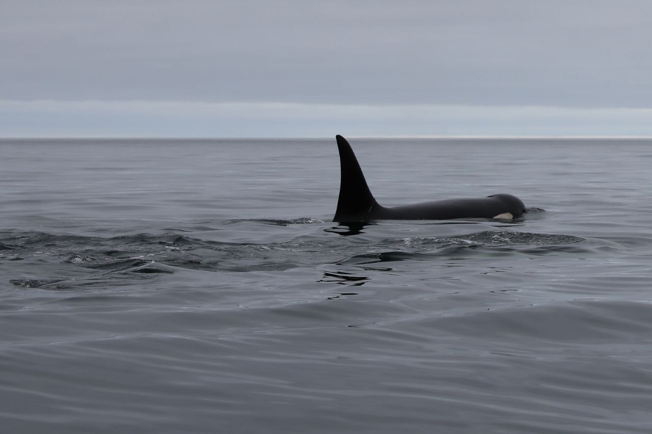 Активная Камчатка и Северные Курилы (8/15)