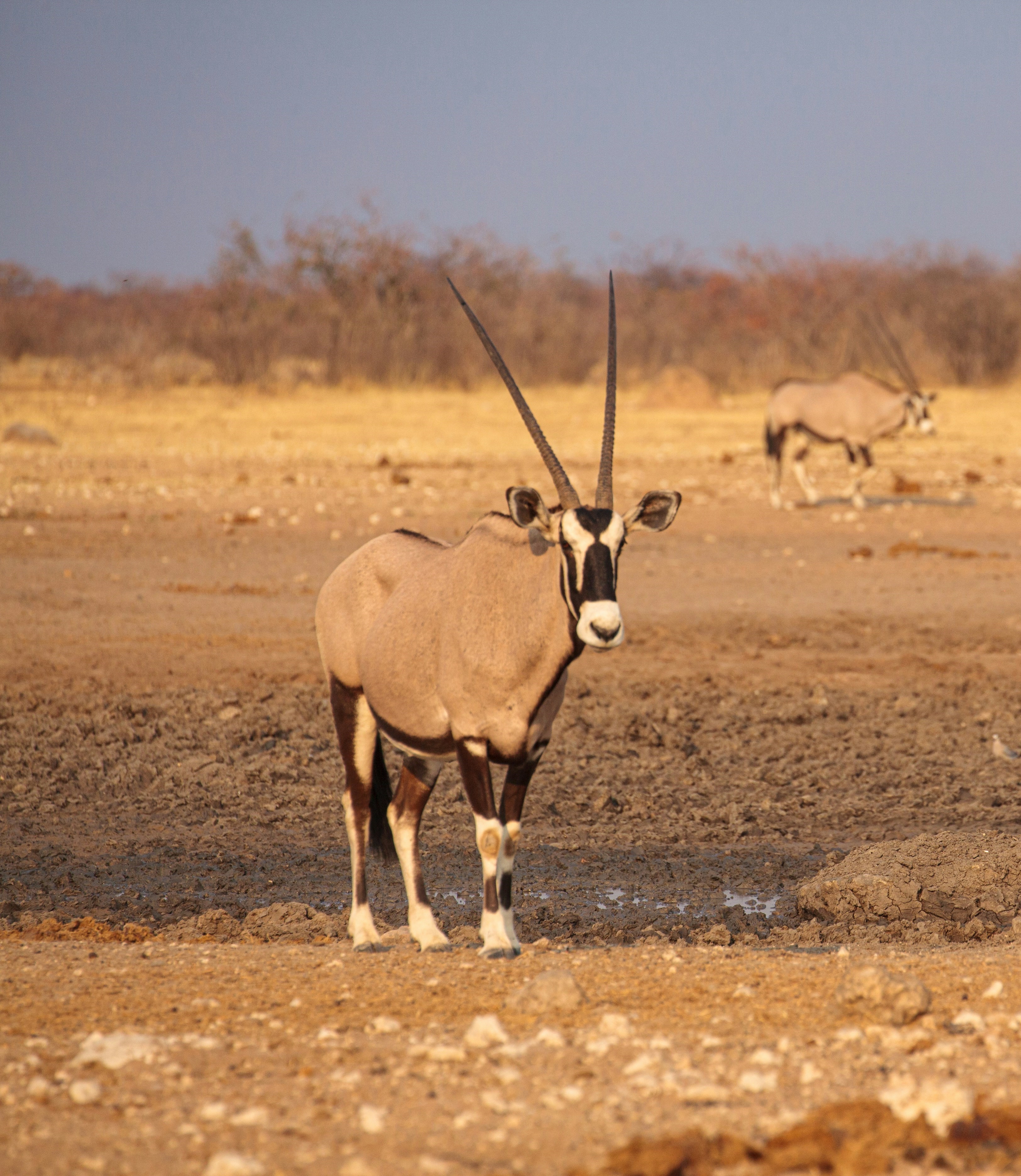 Тур в Намибию и на водопад Виктория с подбором перелета (5/36)