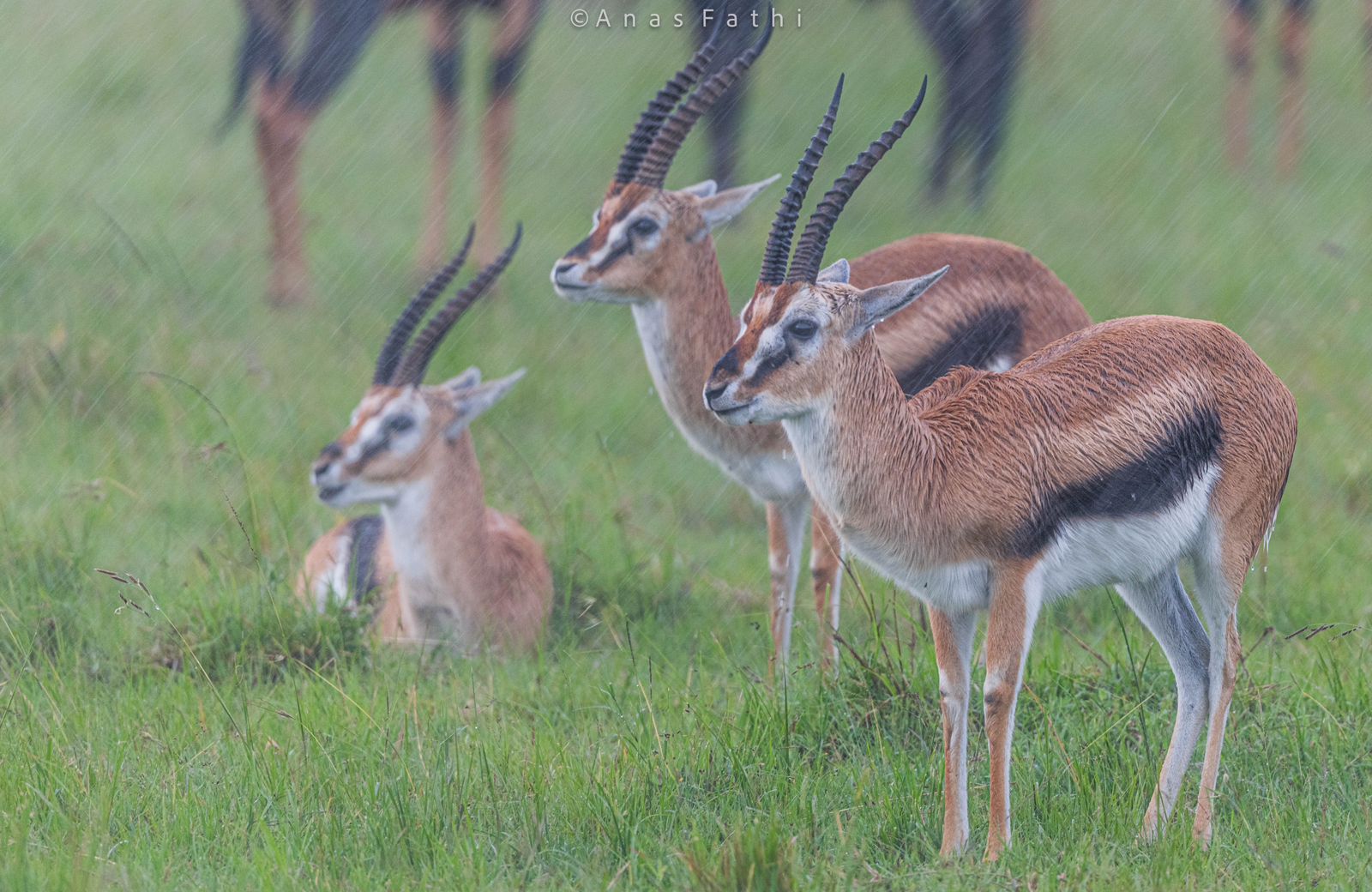 Летающий медовый месяц или юбилей заповедника Лева