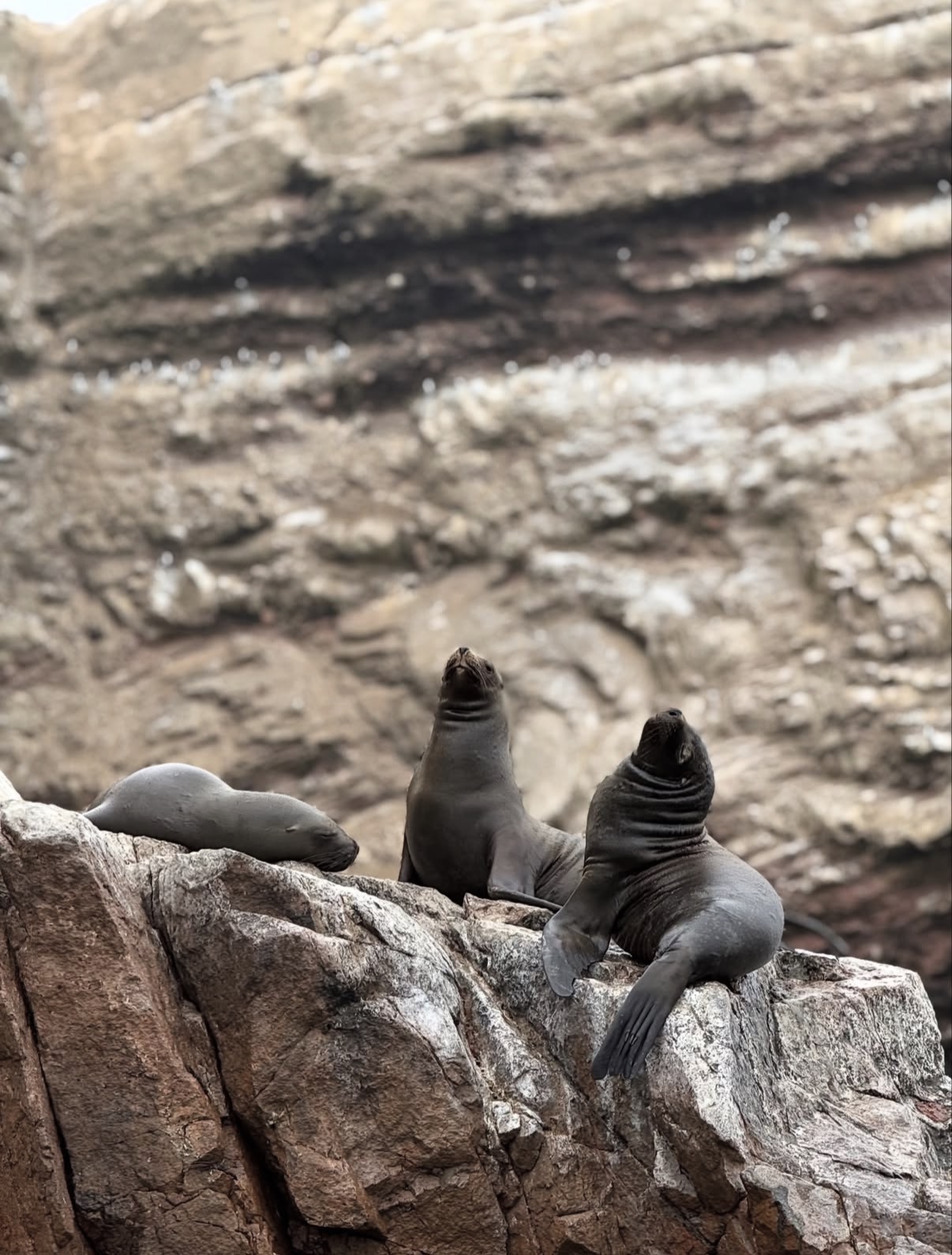 Перу - незабываемый тур по древним тропам инков и природе Южной Америки! (5/27)