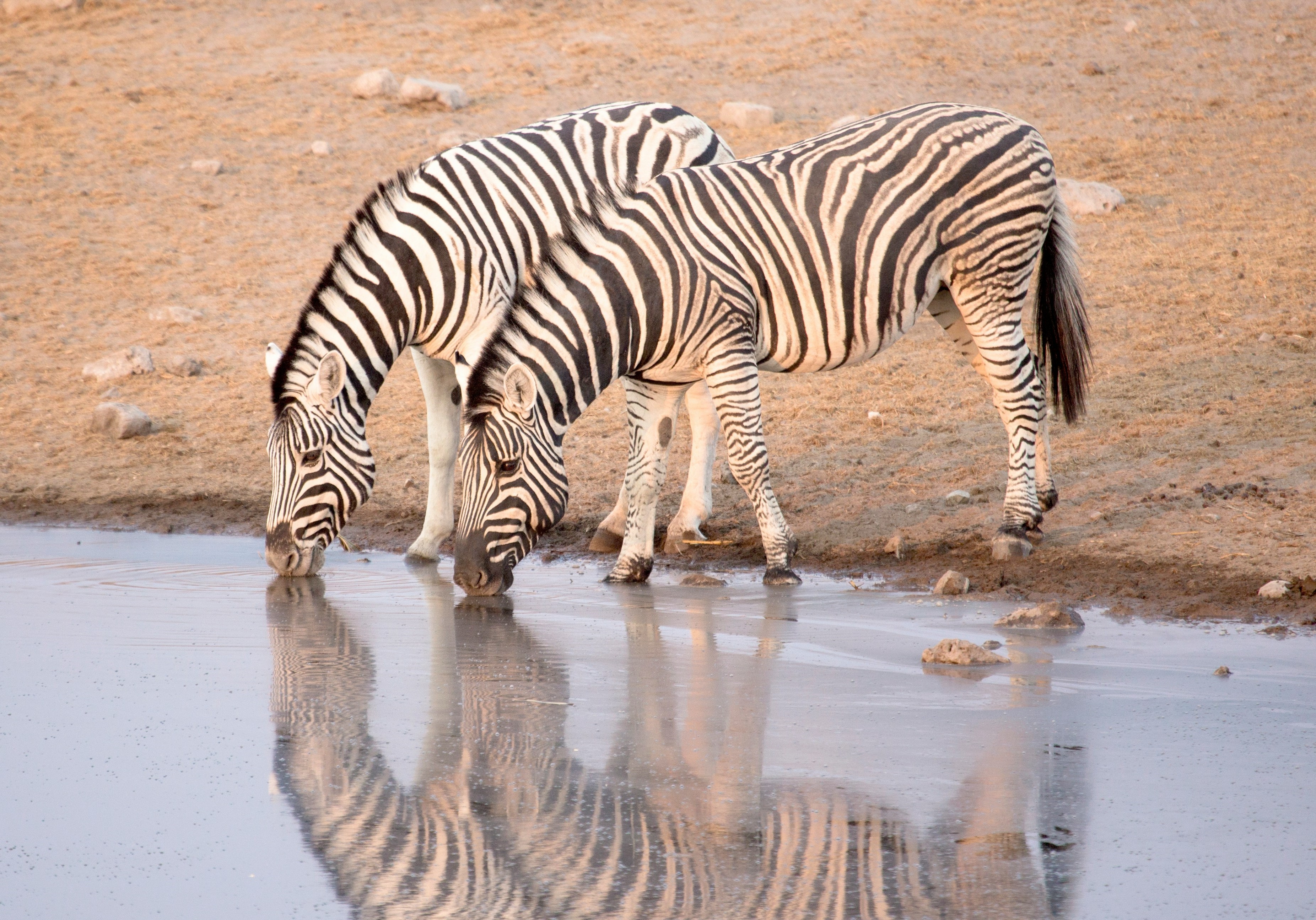 Тур в Намибию и на водопад Виктория с подбором перелета (6/36)