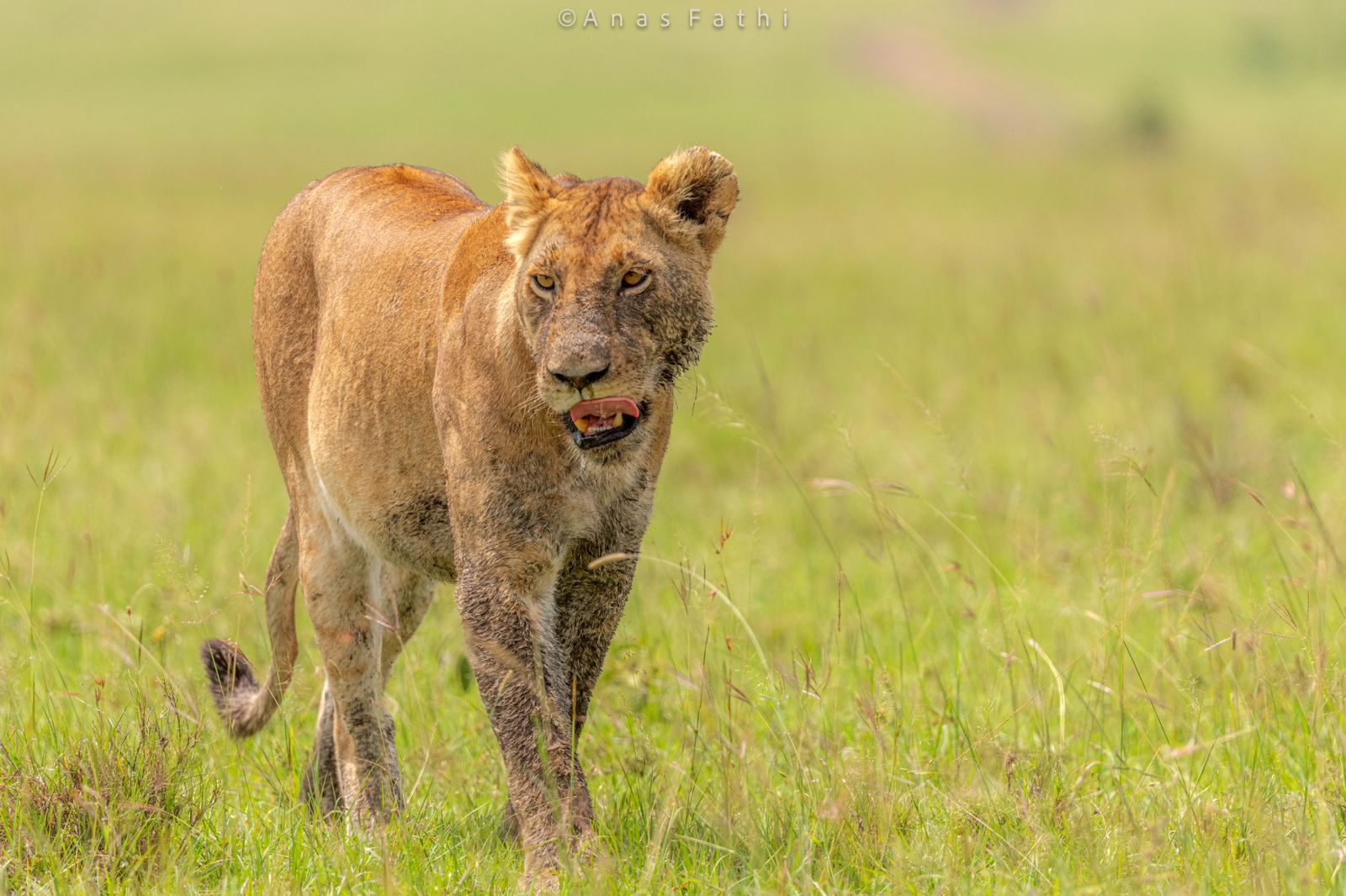 Летающий медовый месяц или юбилей заповедника Лева (6/8)