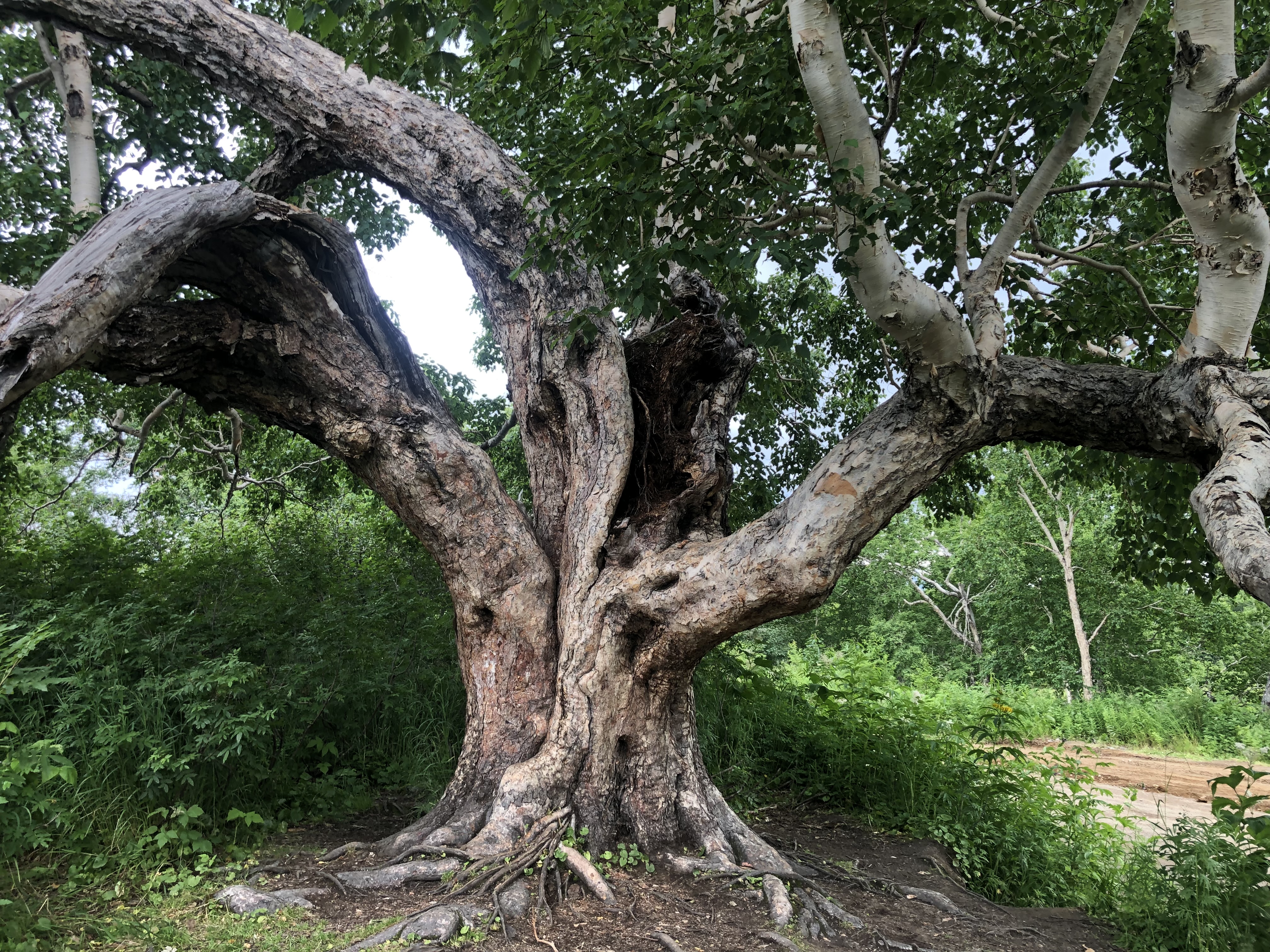 Джип-тур: На поиски медведя(Тур для компании 1-5 чел. одна цена) (4/11)