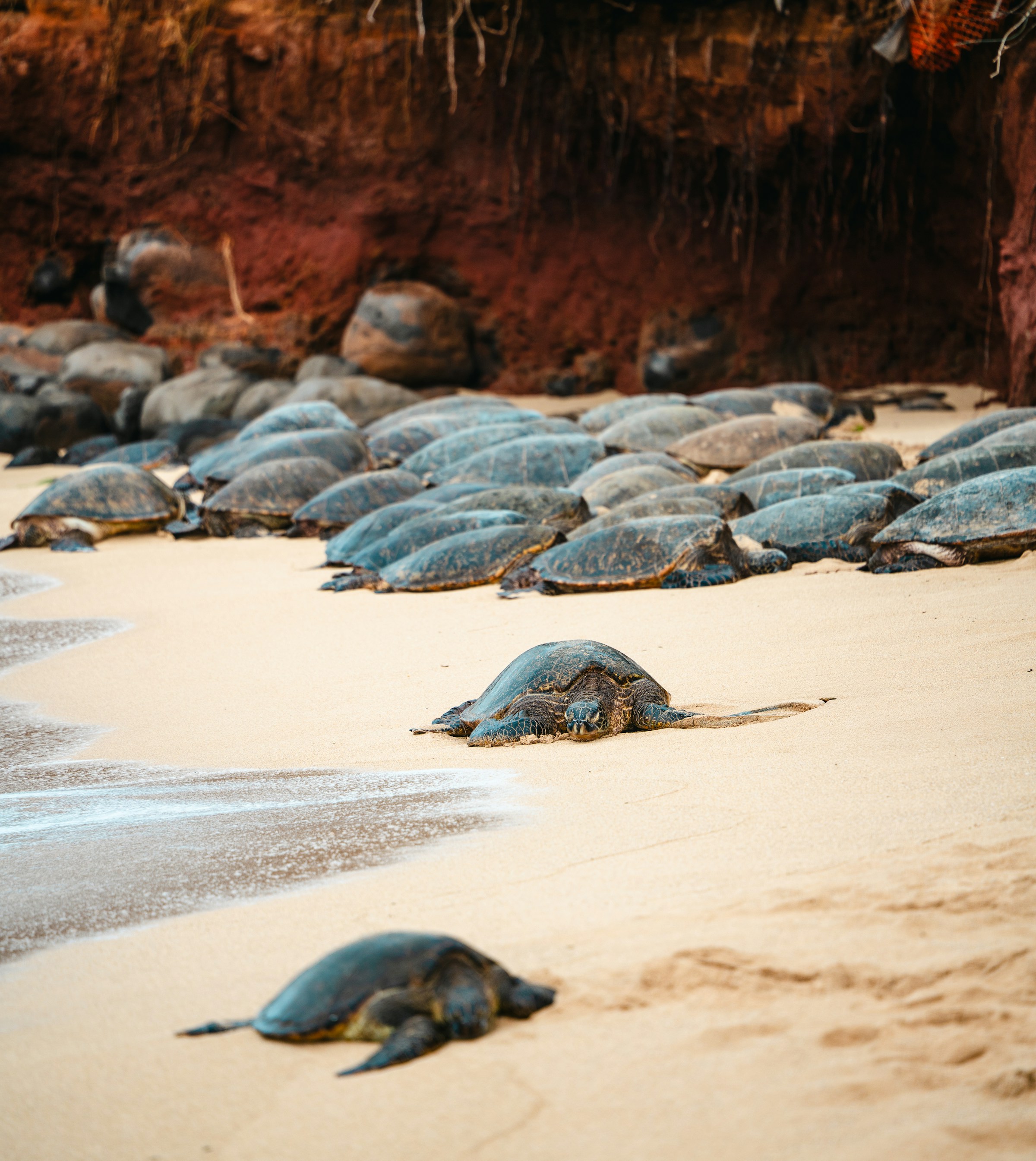 Коста-Рика с известным фотографом-анималистом (19/49)