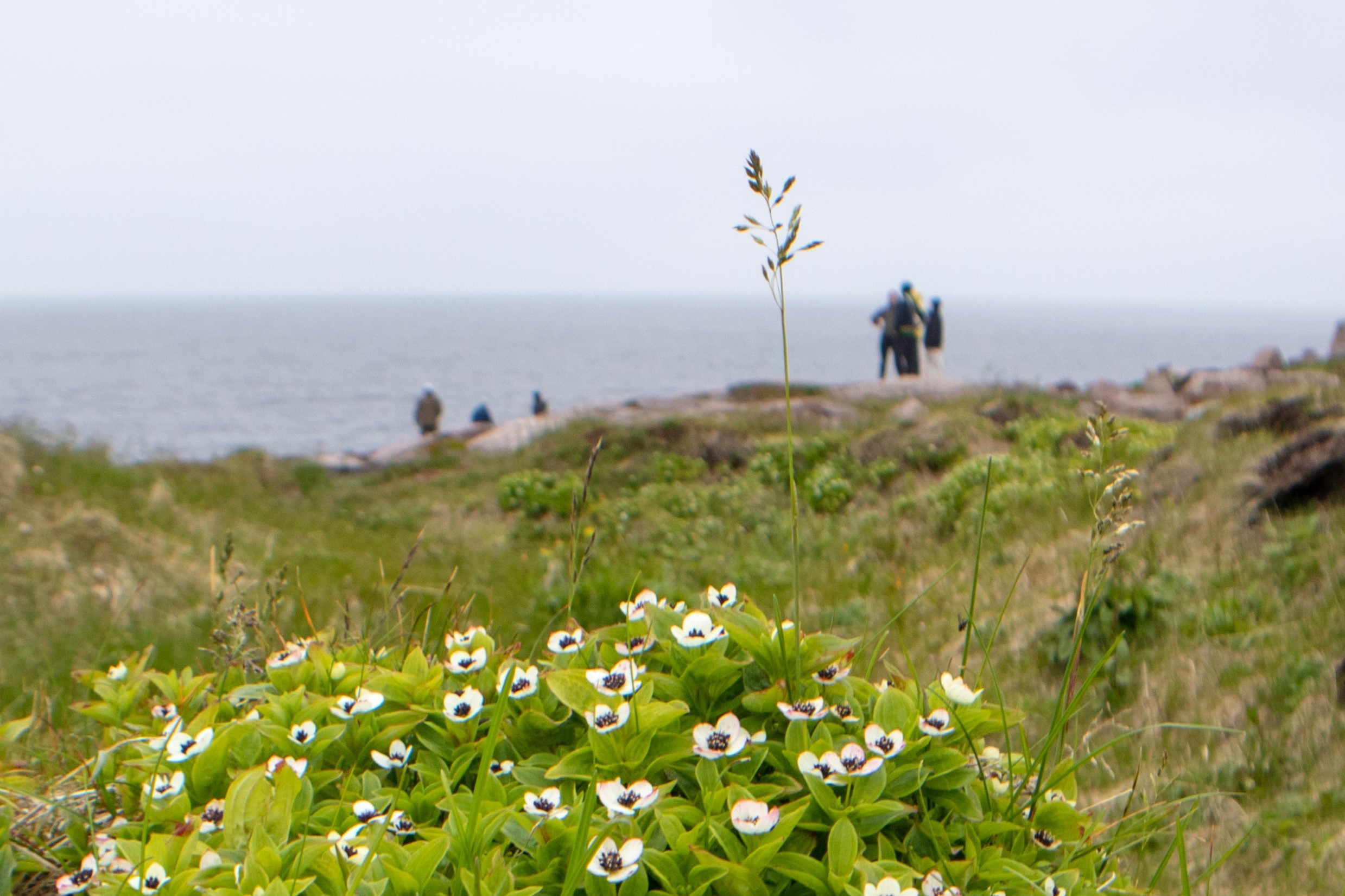 Гастротур 2.0 на Кольский полуостров + 3 экскурсии (18/33)