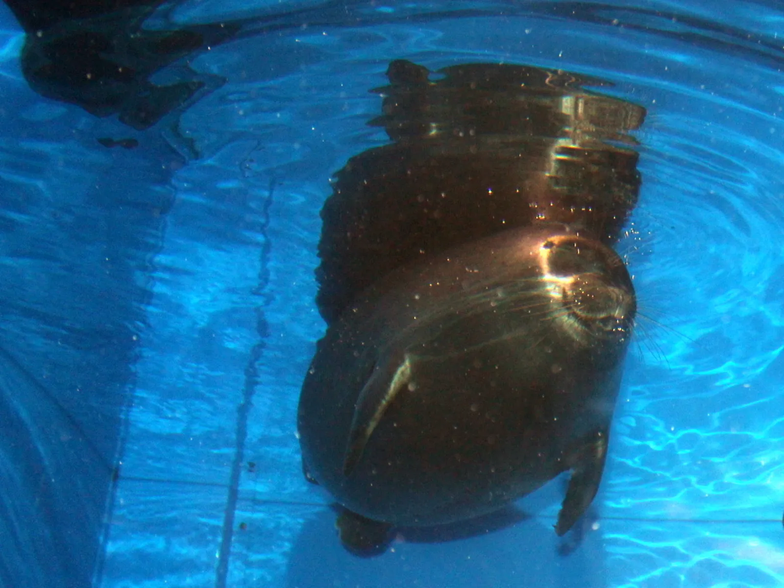 Вся Листвянка за один день. Экспресс-поездка на озеро Байкал.