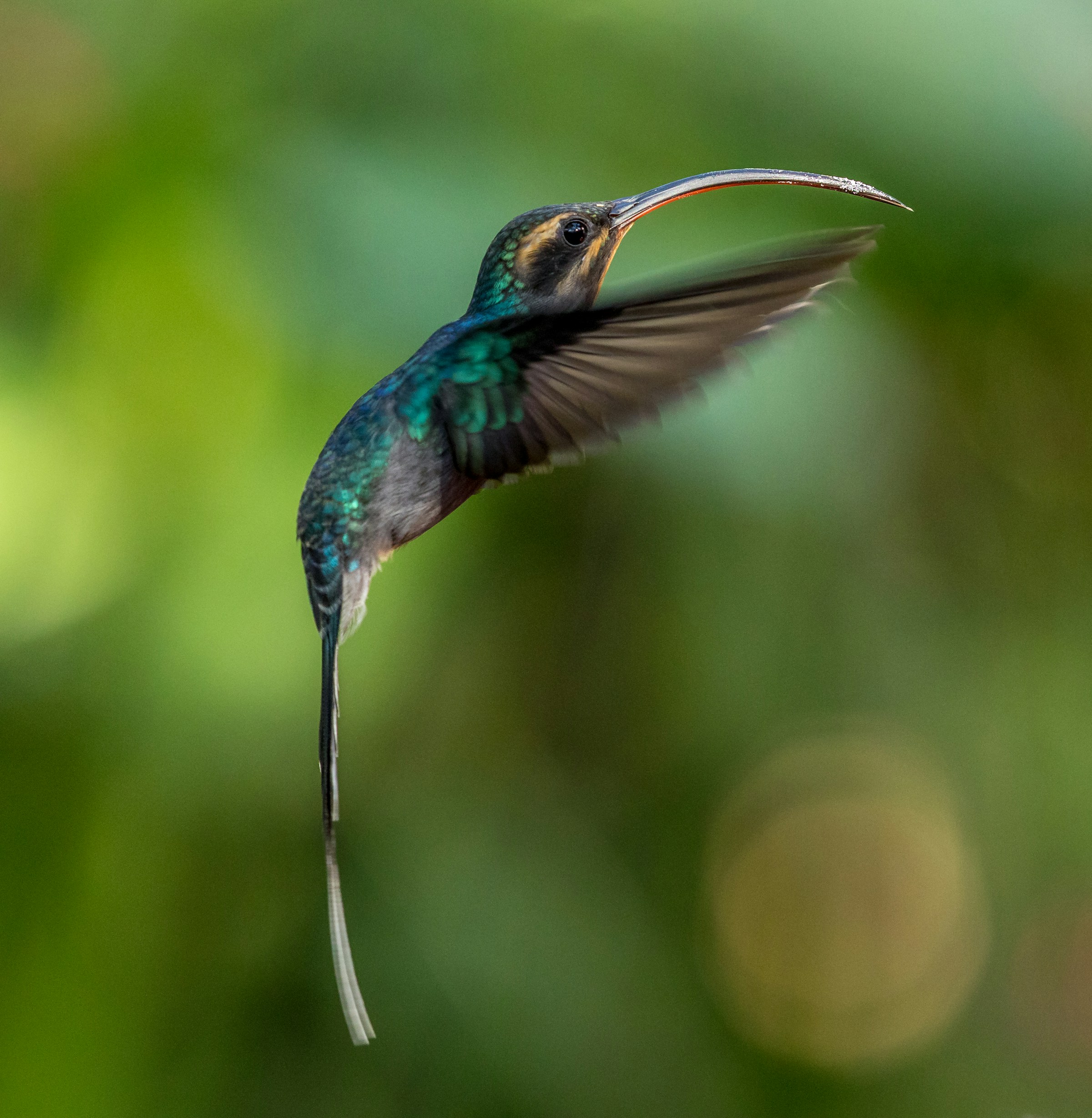 Коста-Рика с известным фотографом-анималистом (49/49)