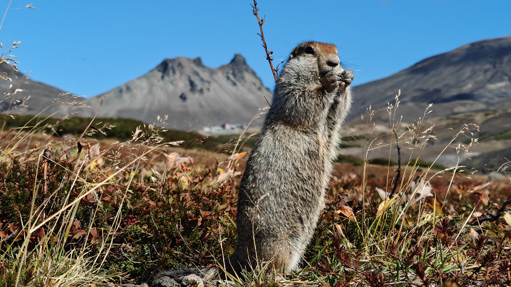 Прогулка к экструзии Верблюд и вулканический пляж Тихого океана (5/18)