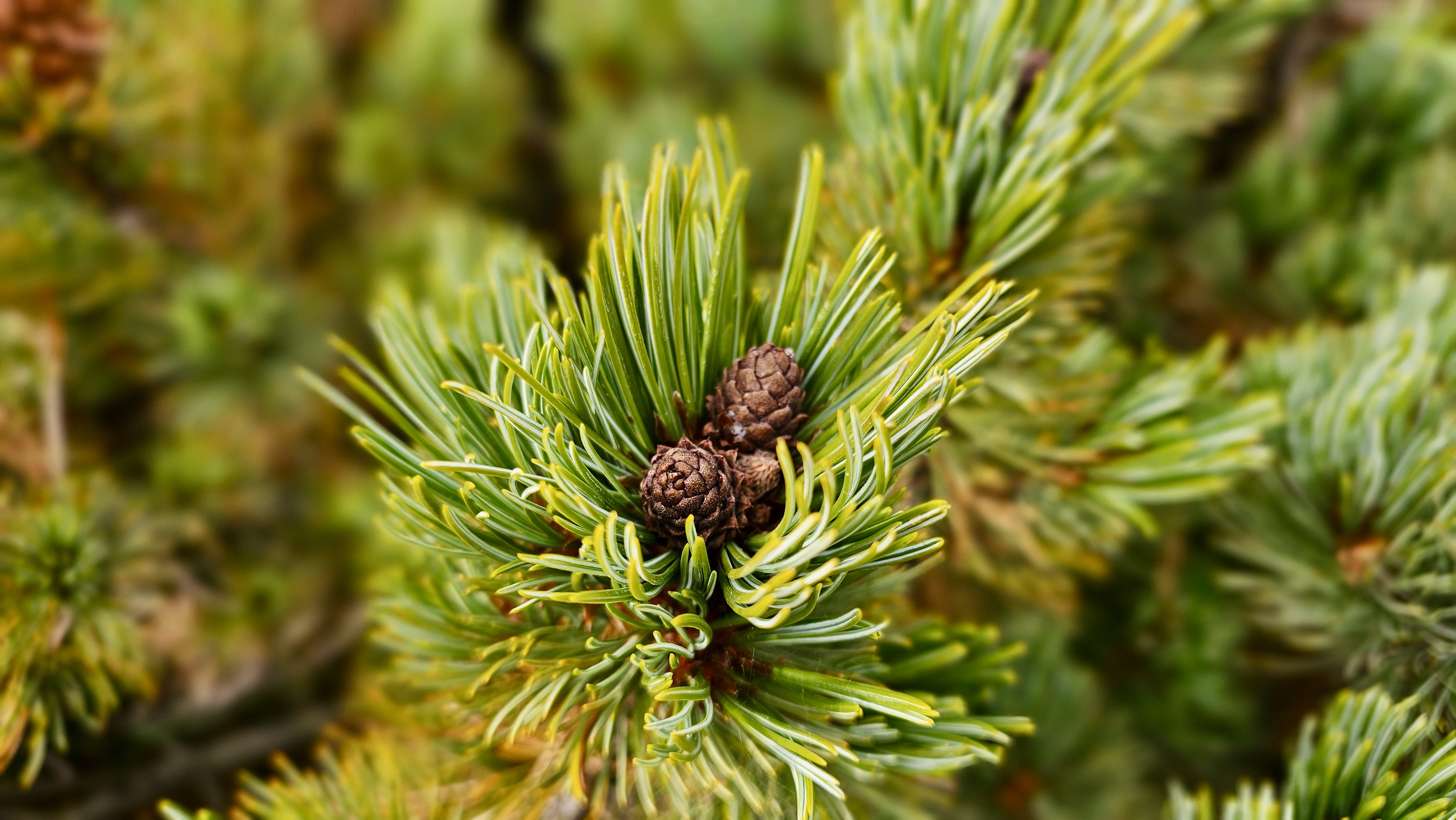 Северные Курилы. Экспедиция к острову Онекотан (9/46)