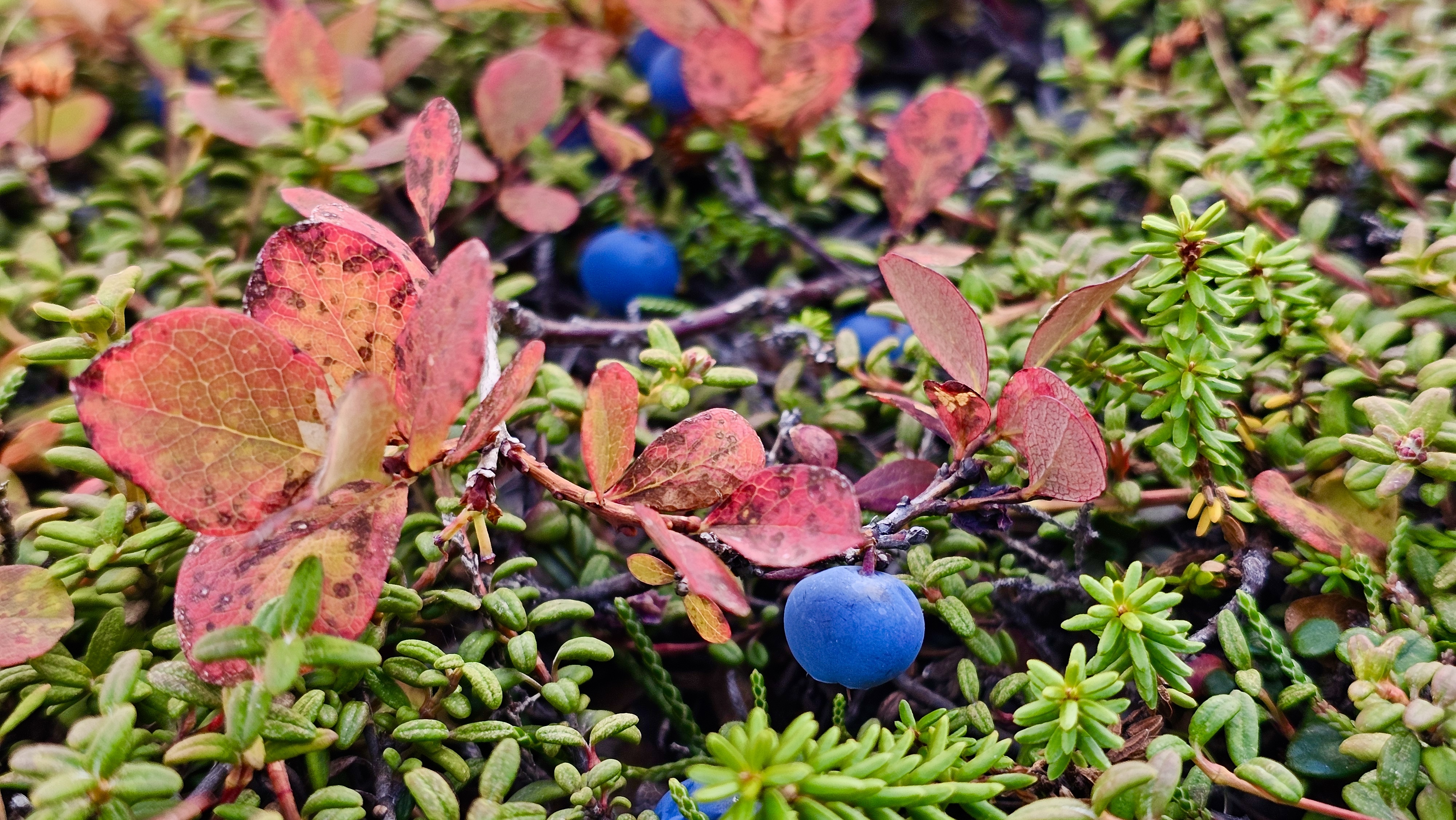 Северные Курилы. Экспедиция к острову Онекотан (8/46)