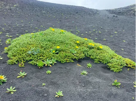 Северные Курилы. Экспедиция к острову Онекотан (36/46)