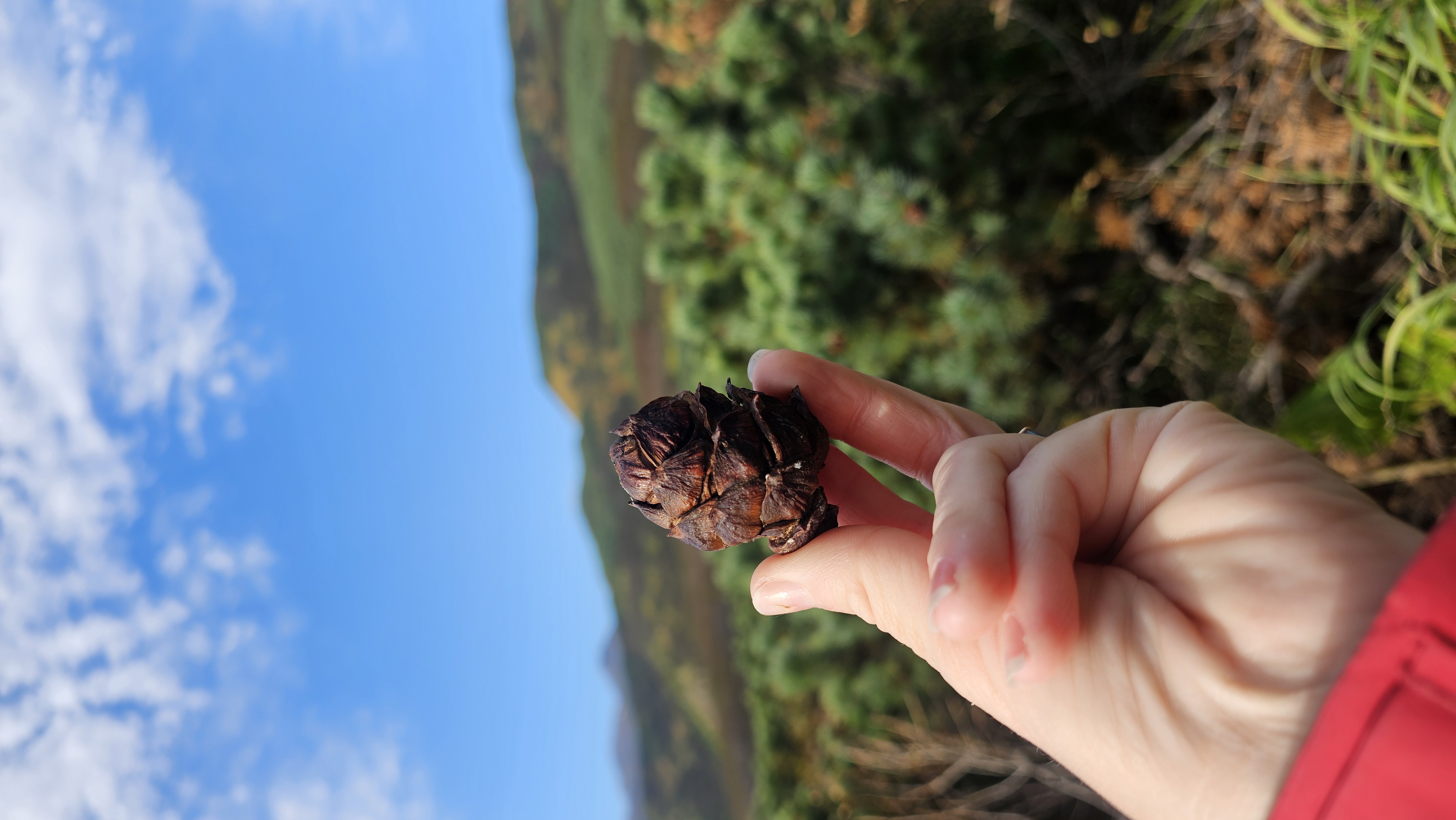 Северные Курилы. Экспедиция к острову Онекотан (11/46)