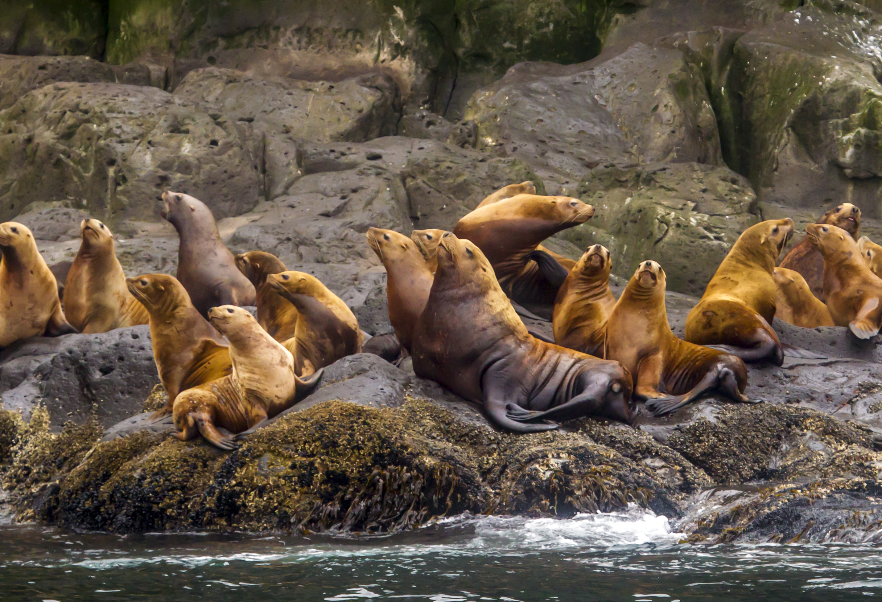 Северные Курилы. Экспедиция к острову Онекотан (35/46)