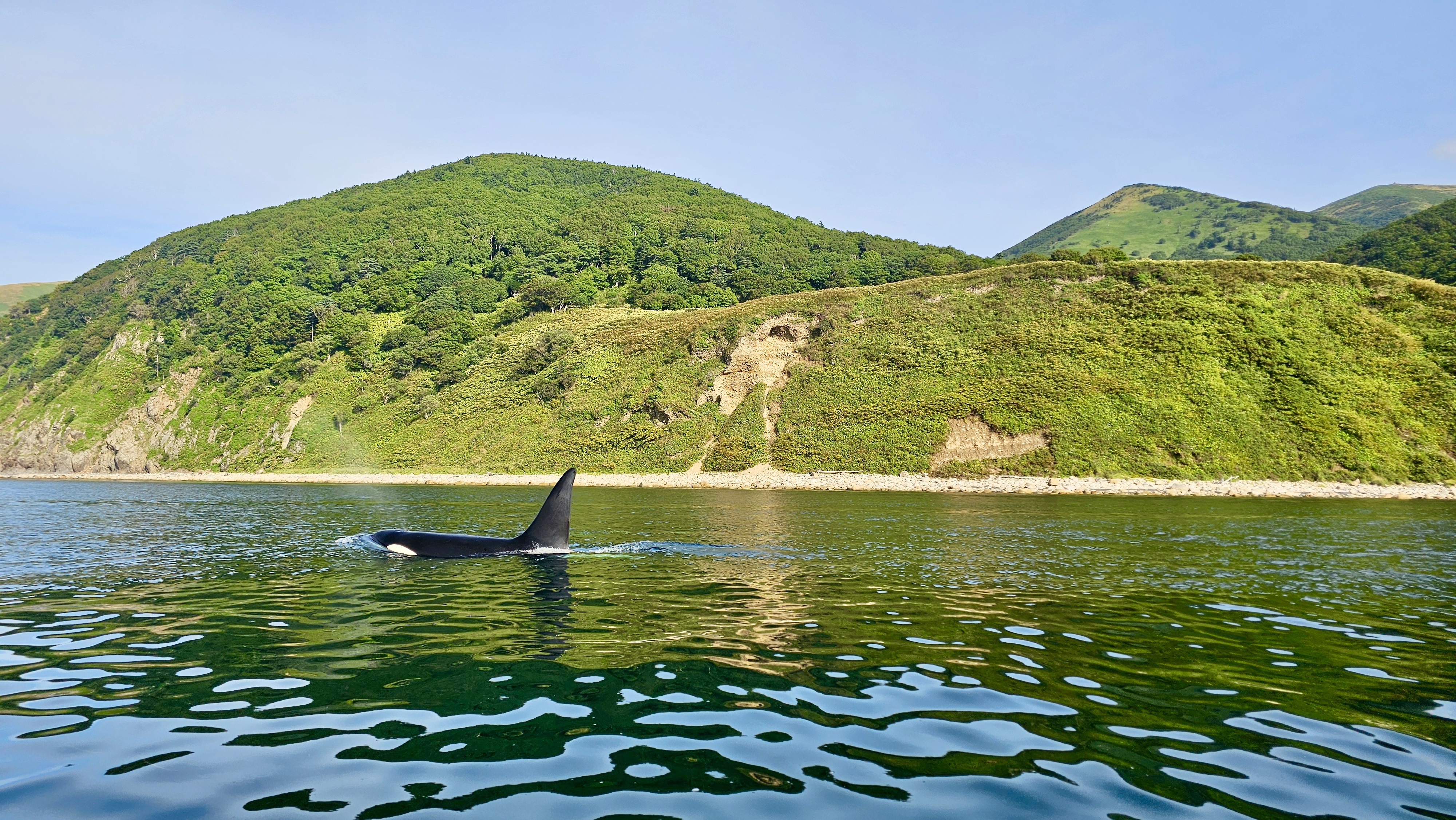 Северные Курилы. Экспедиция к острову Онекотан (27/46)