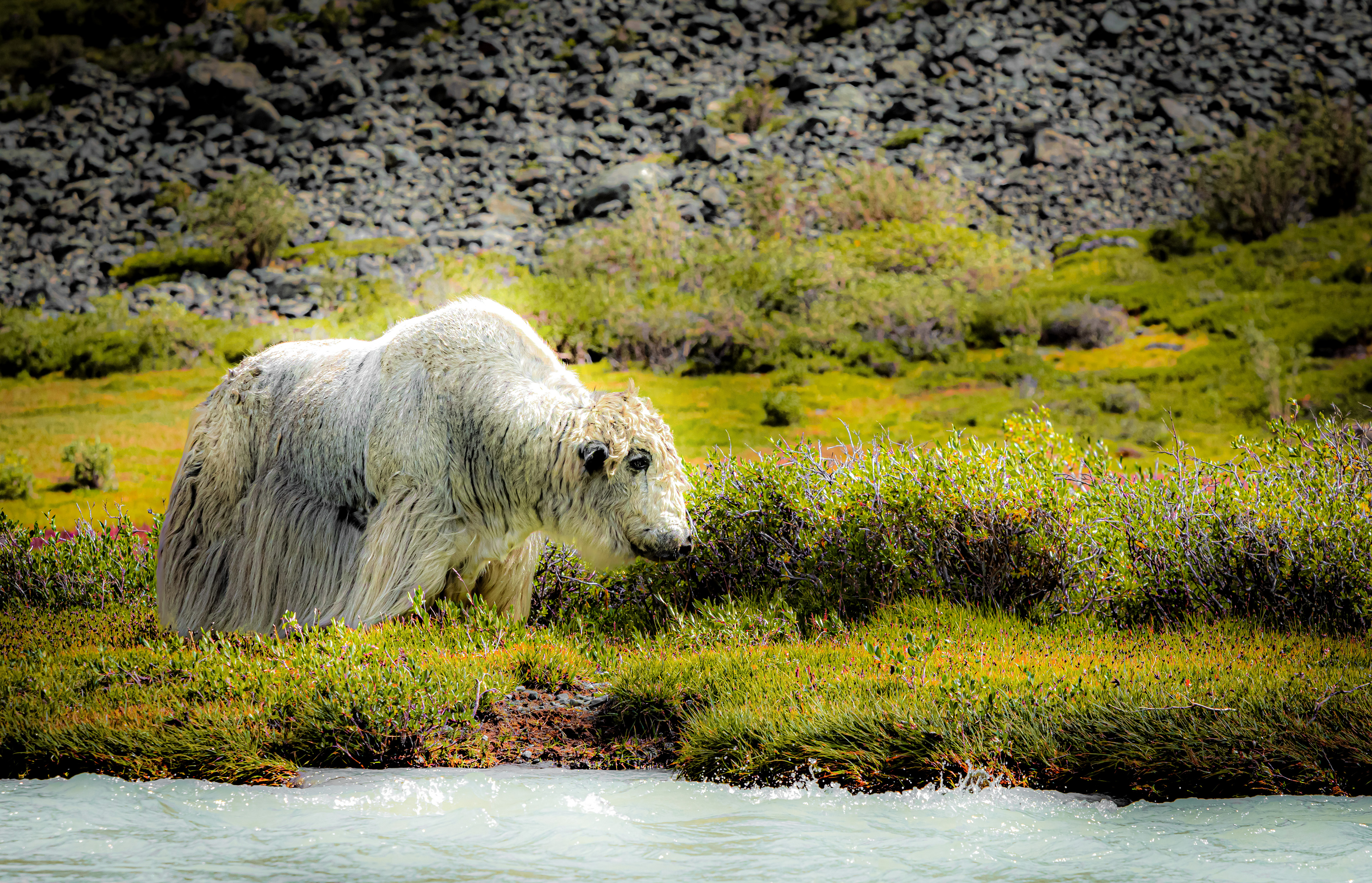 Горный Алтай. Мультинские озера (10/50)
