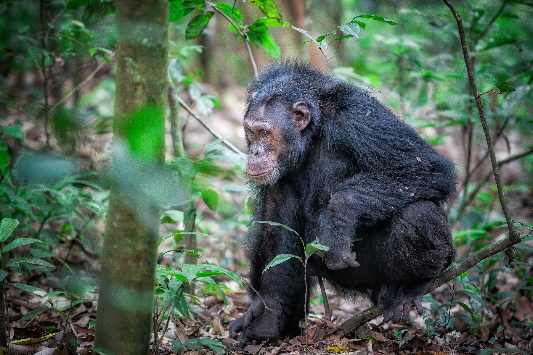 Уганда — настоящая жемчужина Африки (10/22)