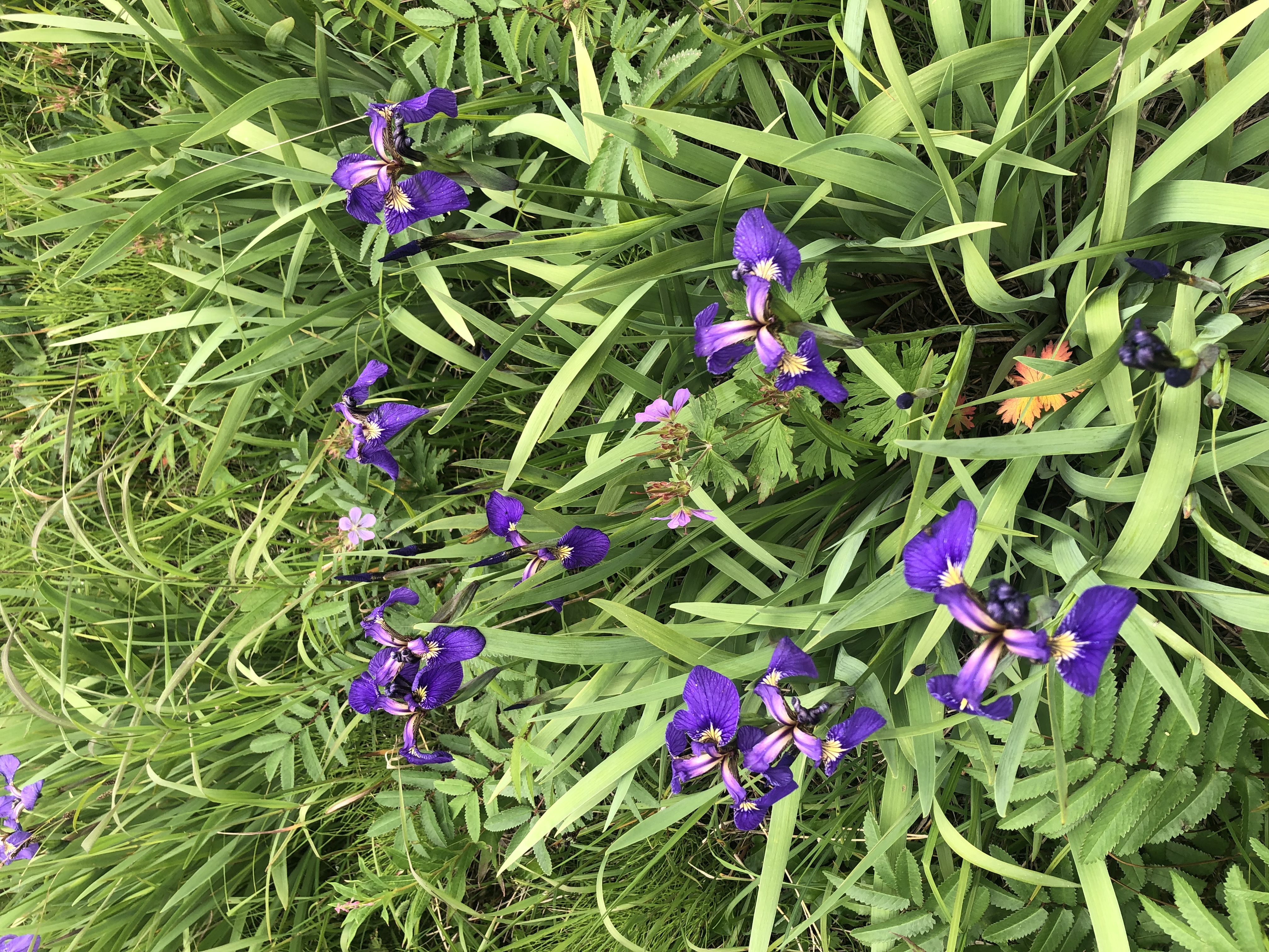 Джип-тур: На поиски медведя(Тур для компании 1-5 чел. одна цена) (11/11)