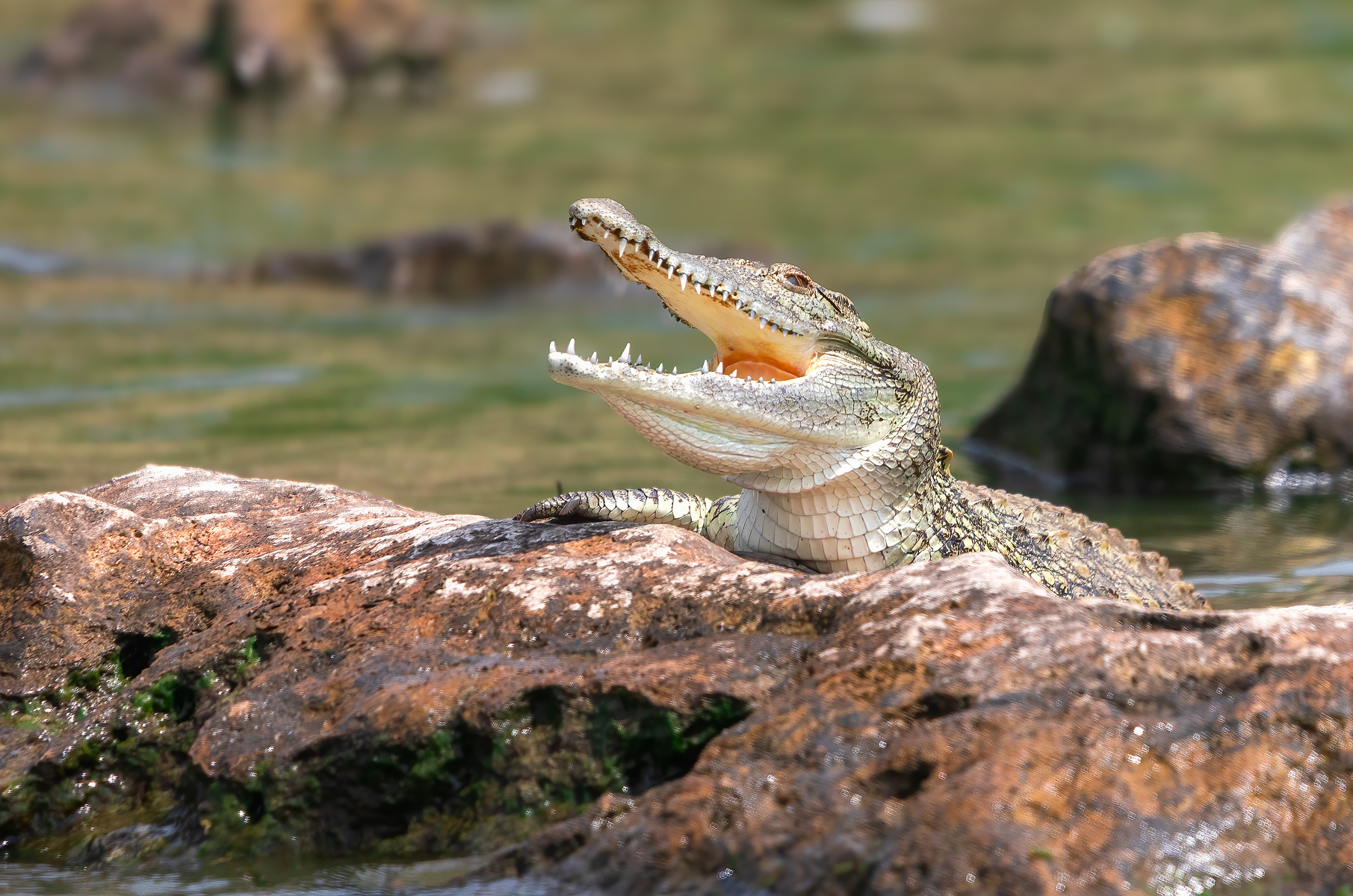 Уганда — настоящая жемчужина Африки (12/22)