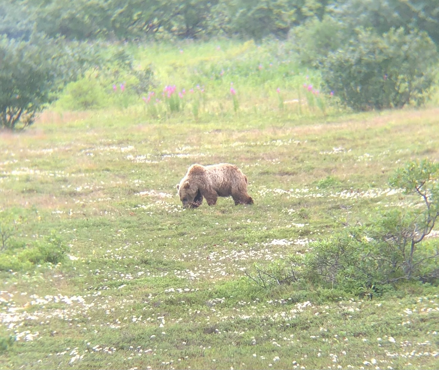 Джип-тур: На поиски медведя(Тур для компании 1-5 чел. одна цена) (3/11)