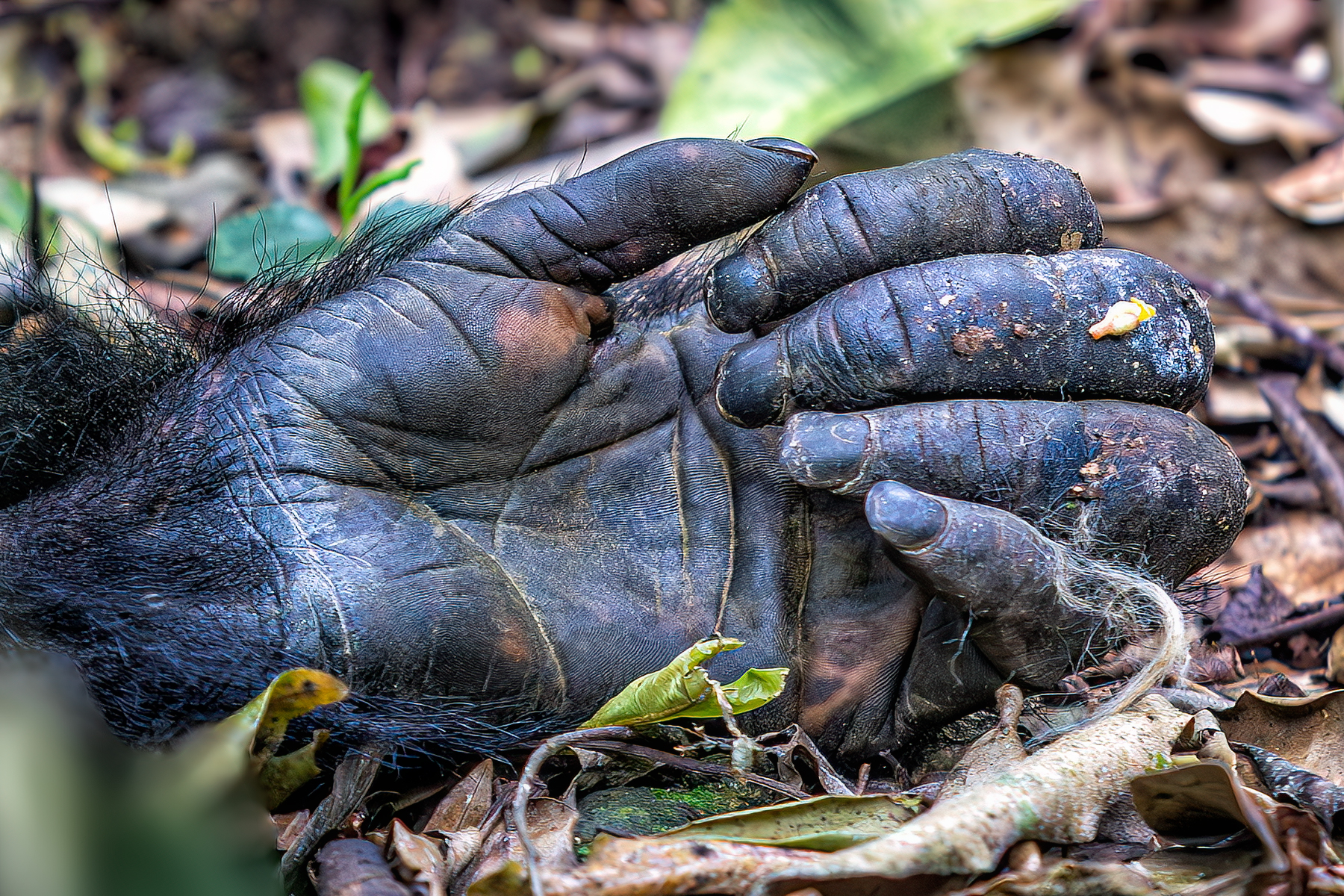 Уганда — настоящая жемчужина Африки (11/22)