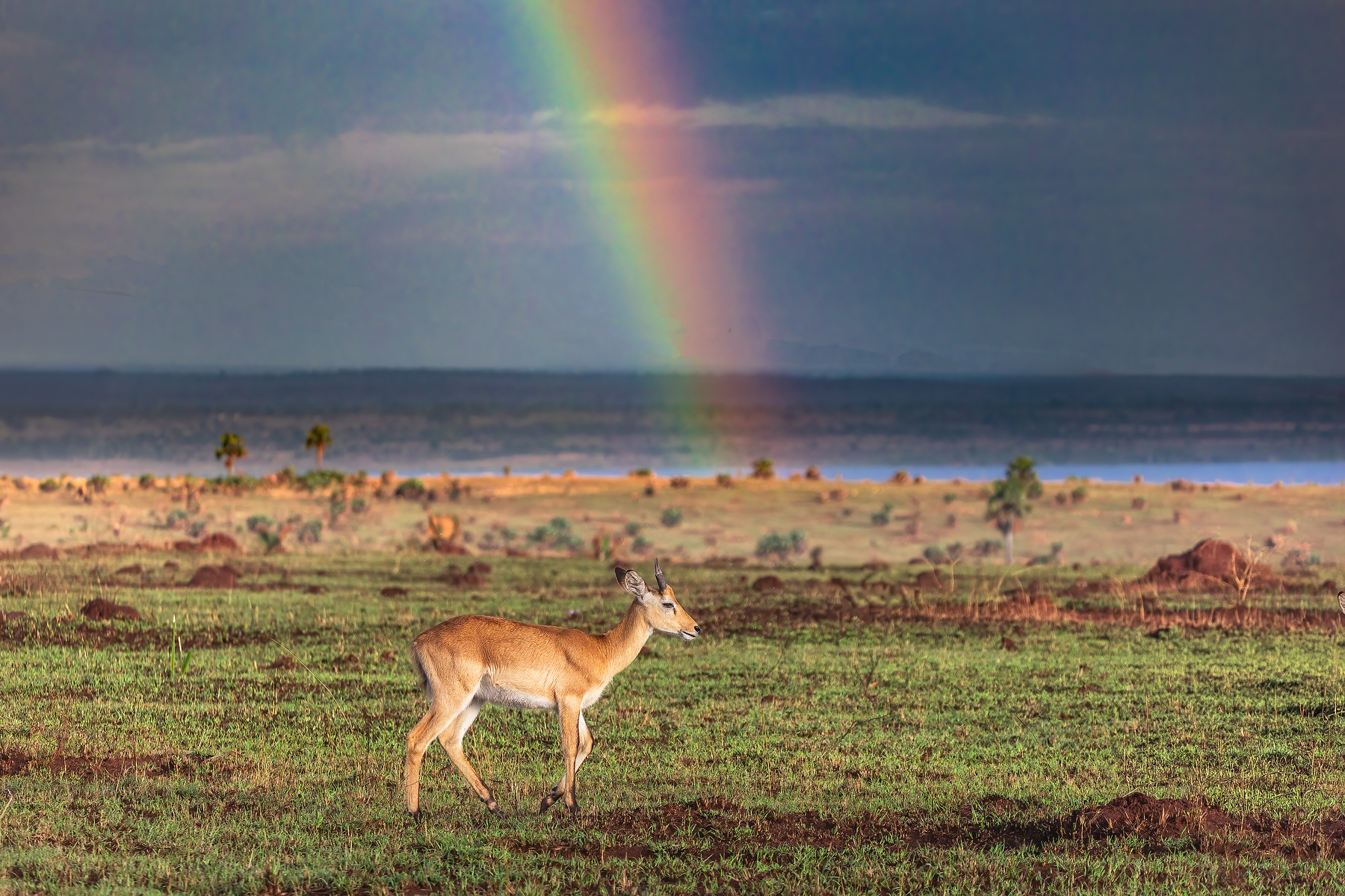 Уганда — настоящая жемчужина Африки (5/22)