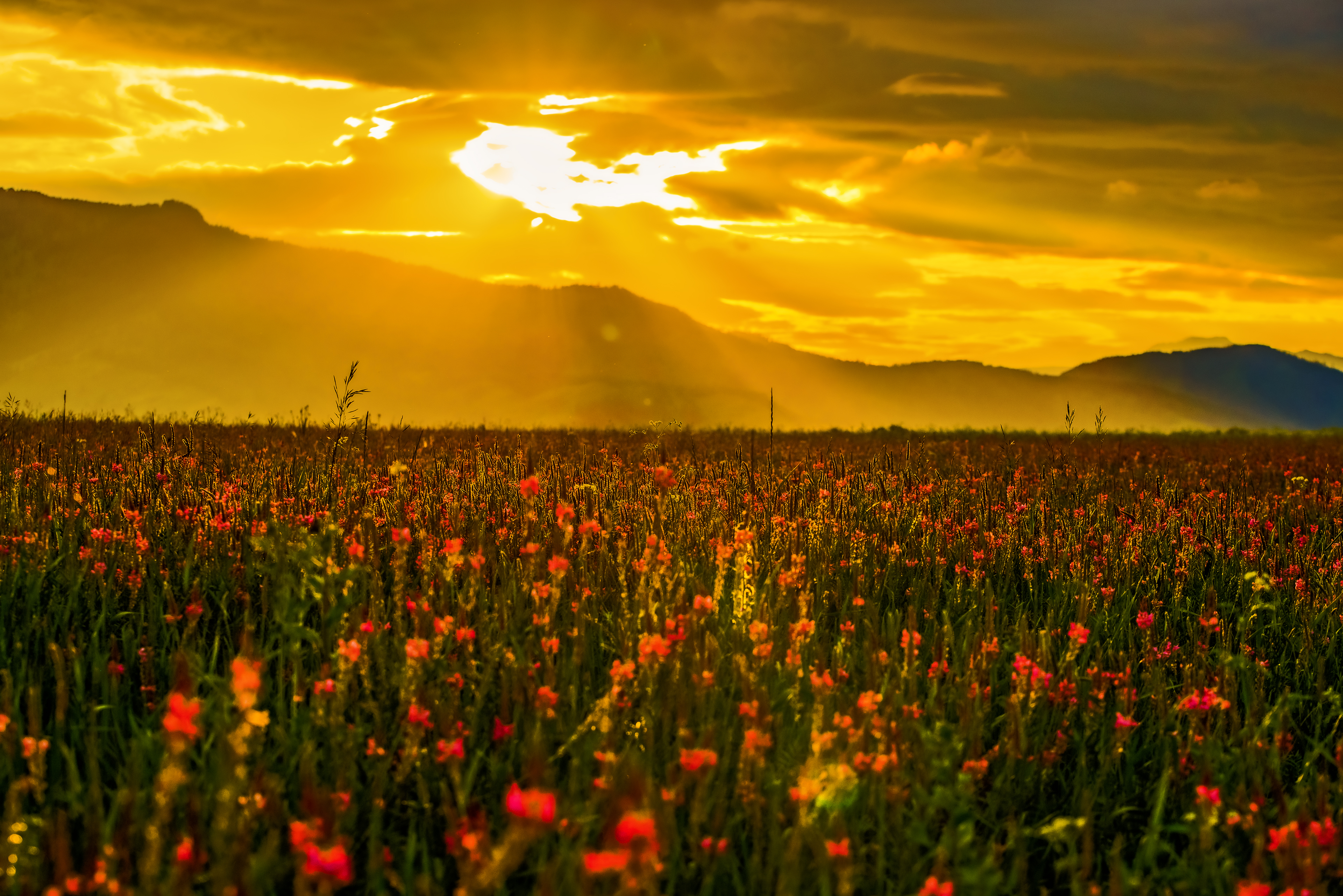 Горный Алтай. Мультинские озера (25/50)