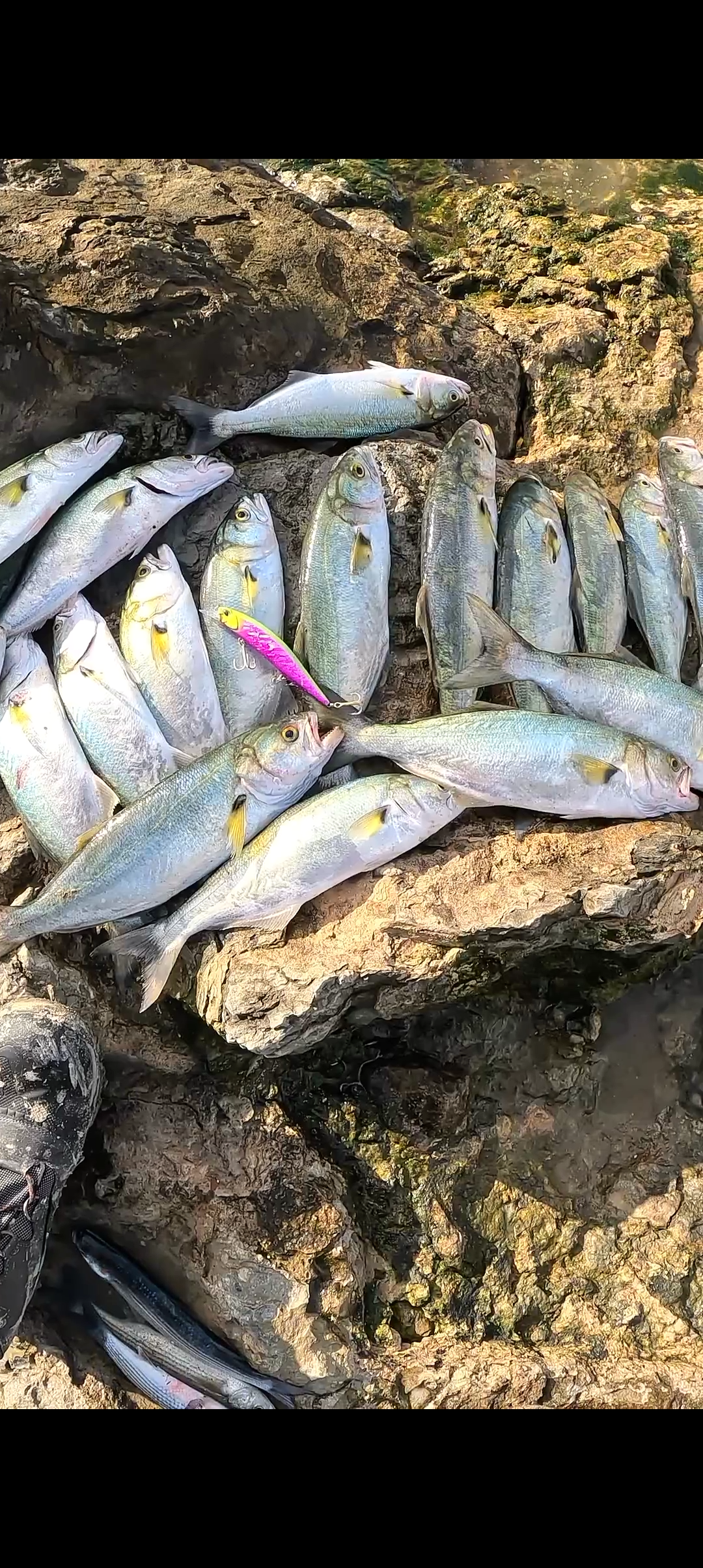 Рыболовный тур, 8 дней Мощной Рыбалки в Греции! (6/28)