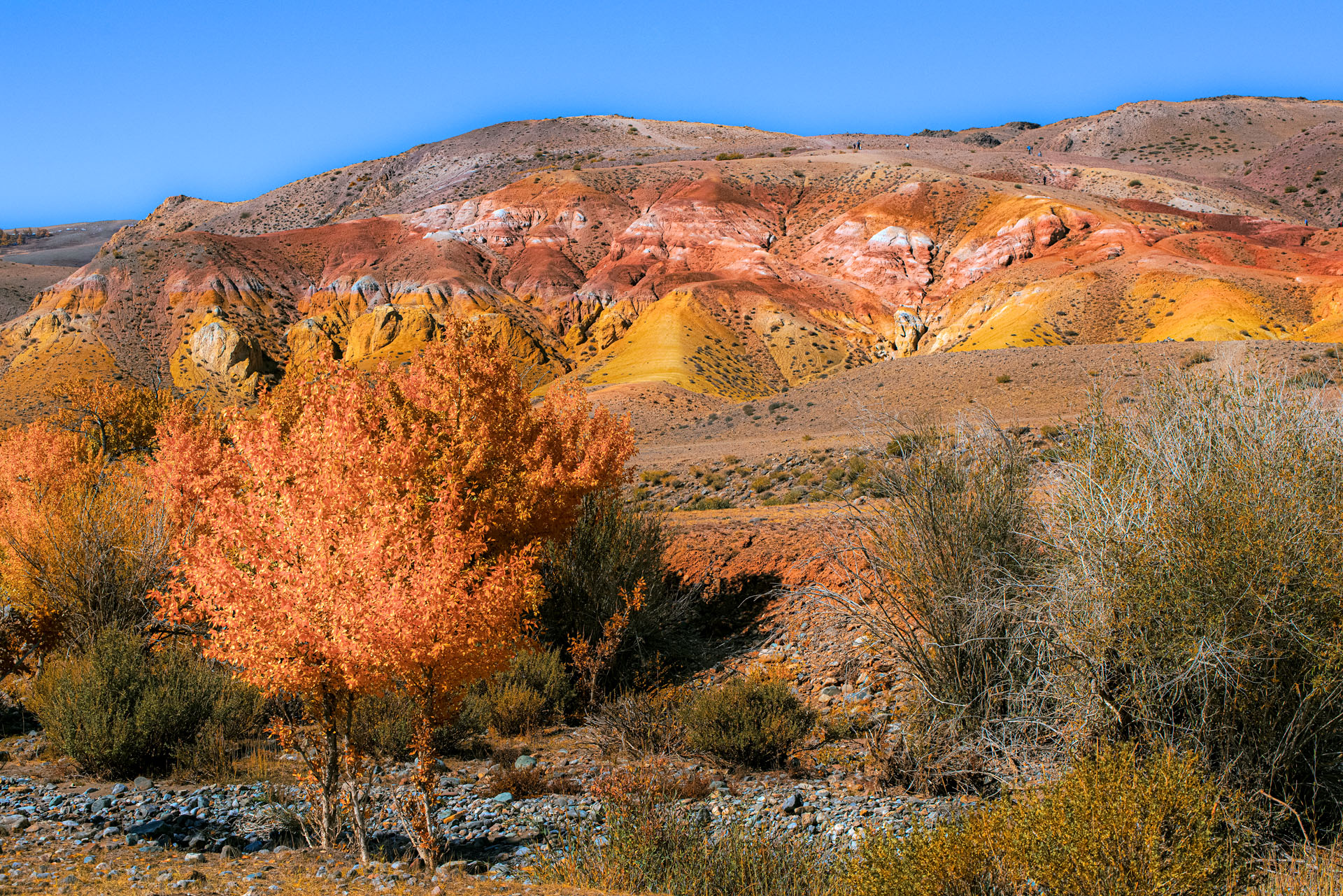 Золотая осень Алтая (17/58)