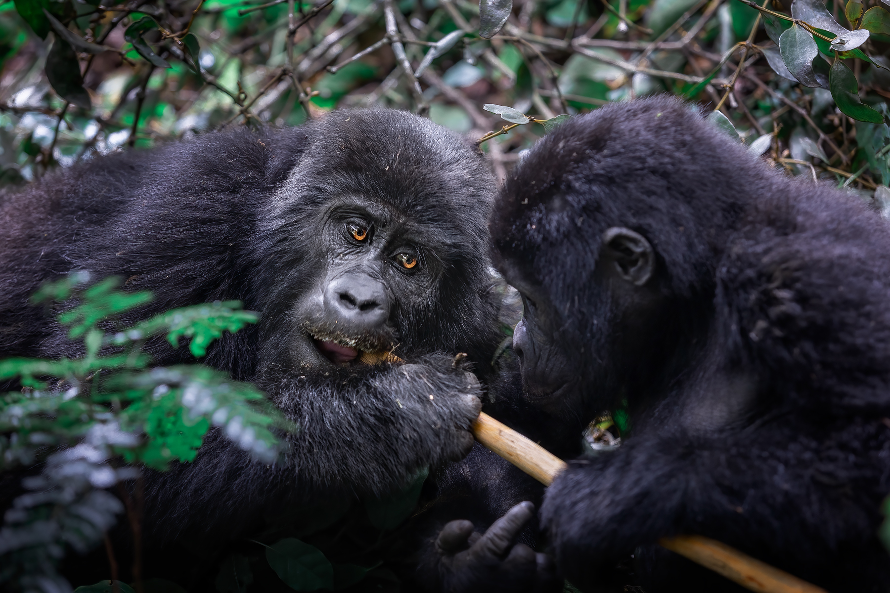 Уганда — настоящая жемчужина Африки (21/22)