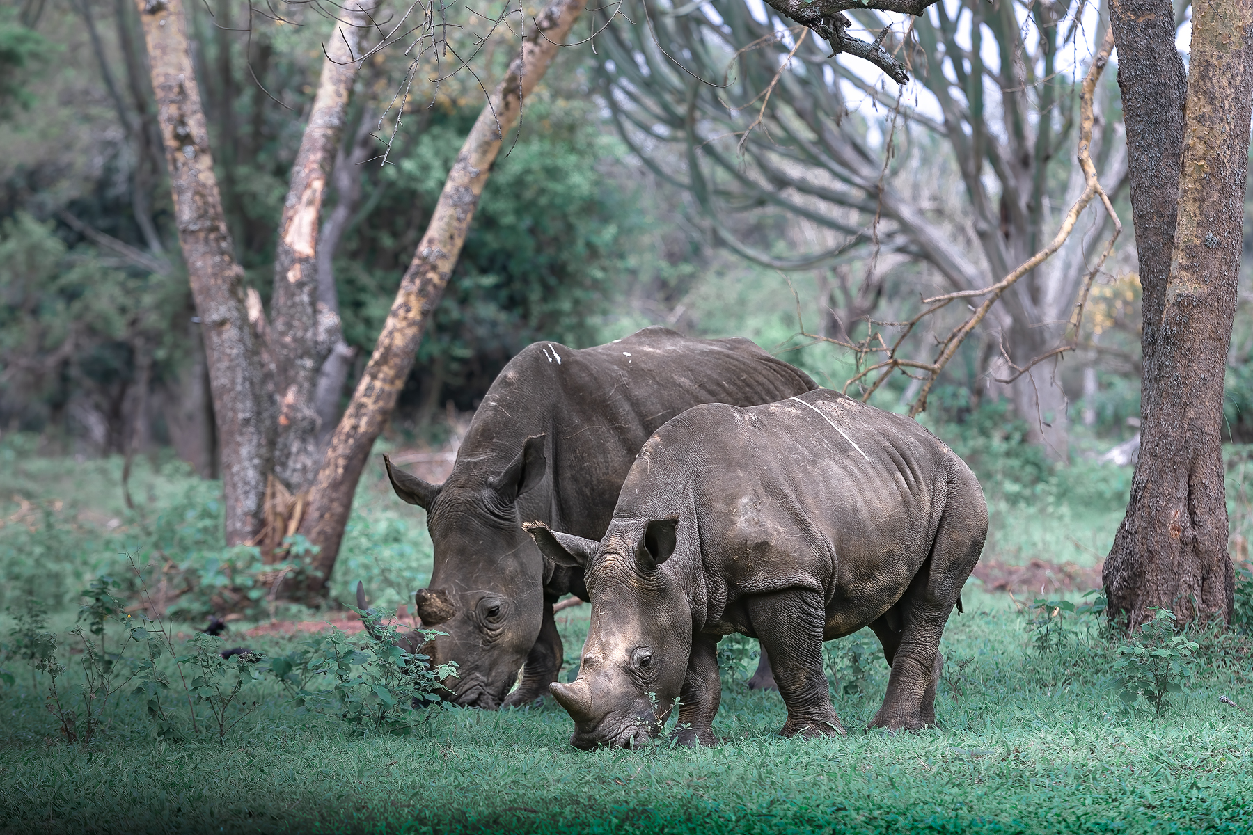 Уганда — настоящая жемчужина Африки (2/22)