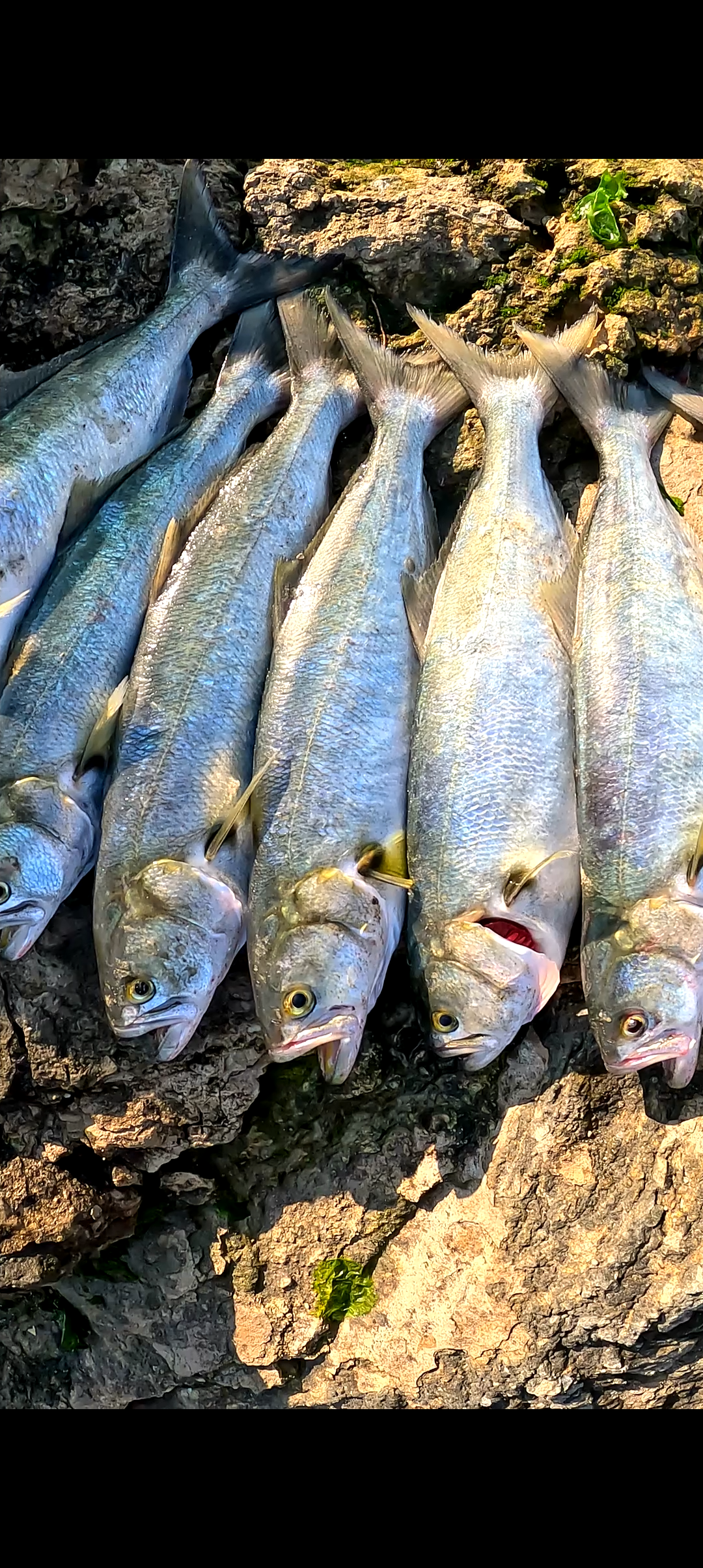 Рыболовный тур, 8 дней Мощной Рыбалки в Греции! (5/28)