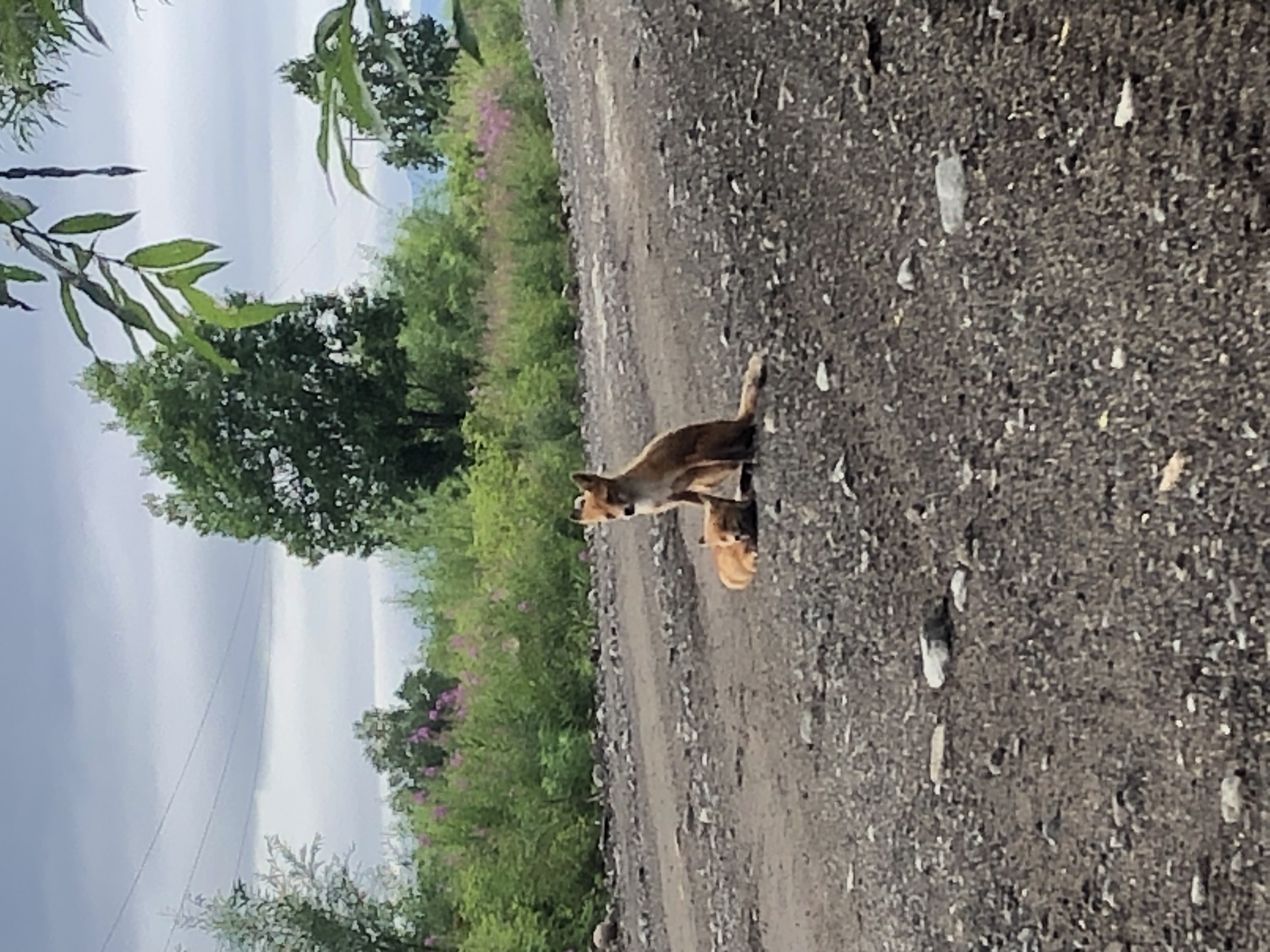 Джип-тур: На поиски медведя(Тур для компании 1-5 чел. одна цена) (5/11)