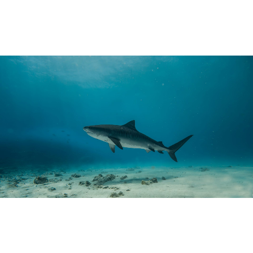 Сказочные острова Мальдивы за 1 день и 2 ночи (4/13)