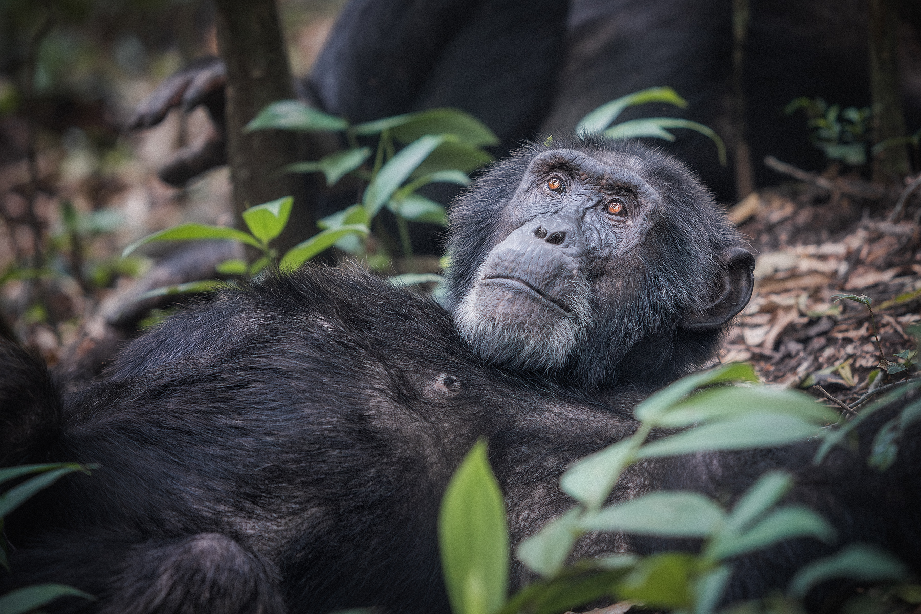 Уганда — настоящая жемчужина Африки (9/22)