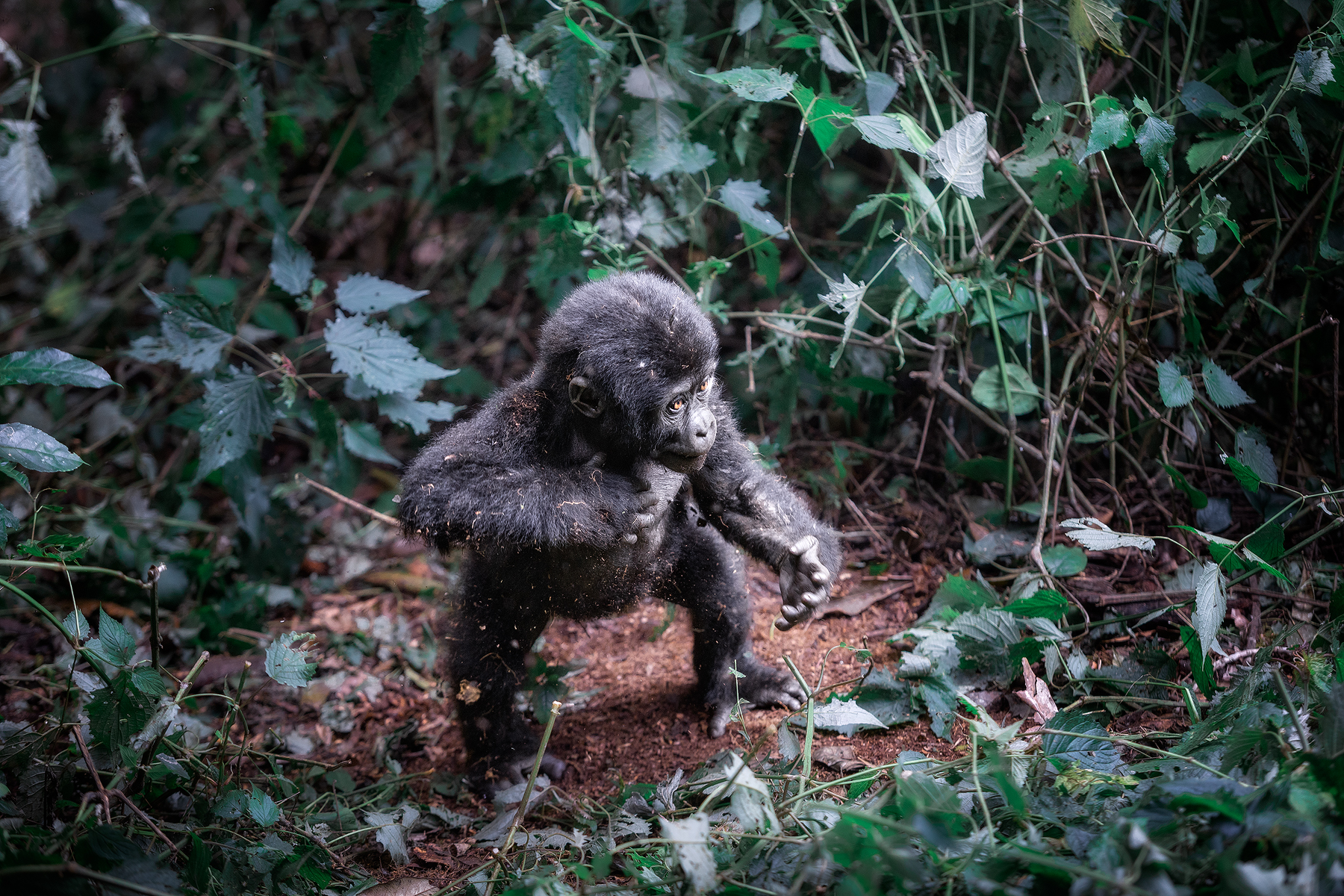 Уганда — настоящая жемчужина Африки (20/22)