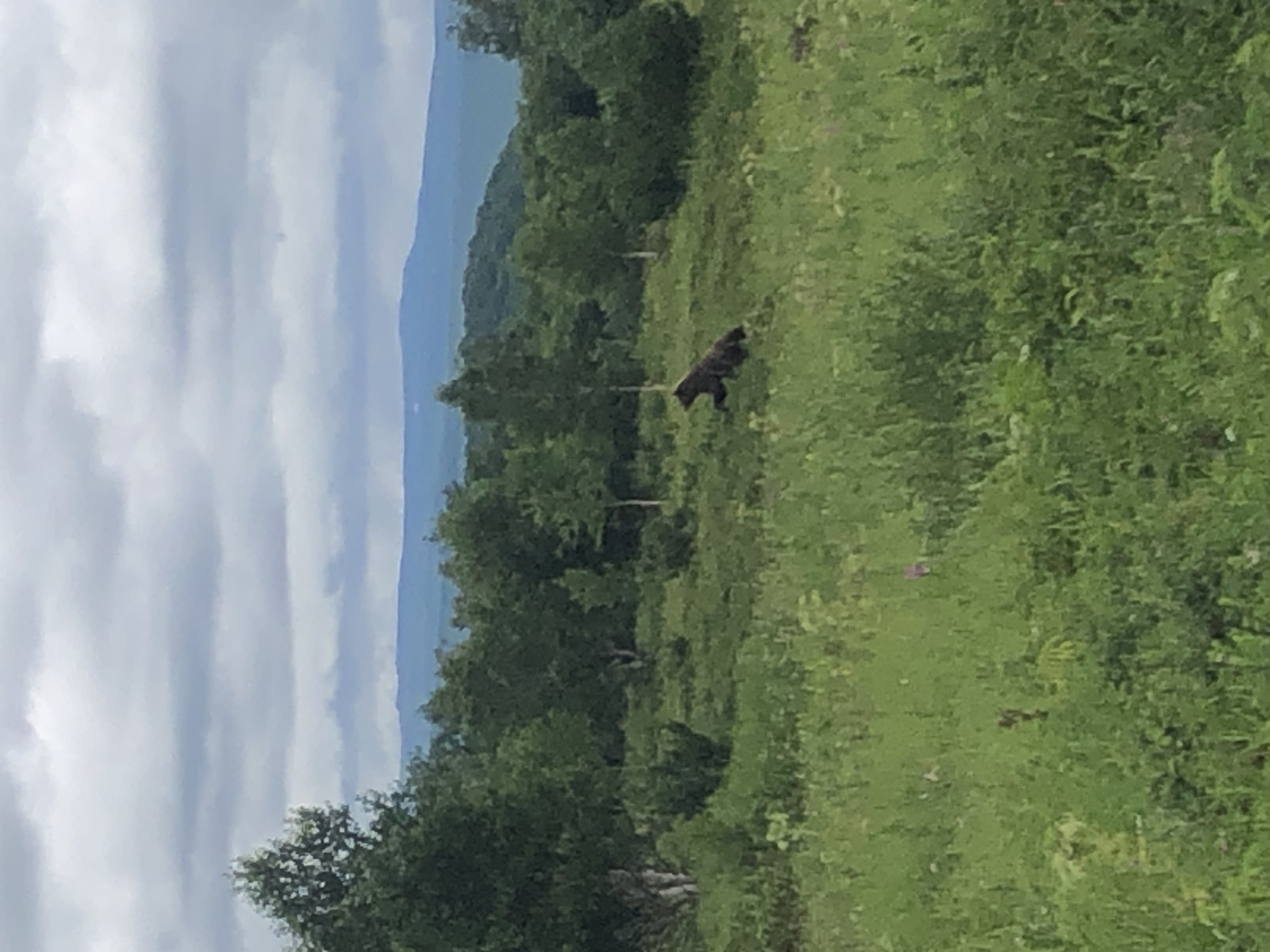 Джип-тур: На поиски медведя(Тур для компании 1-5 чел. одна цена) (7/11)